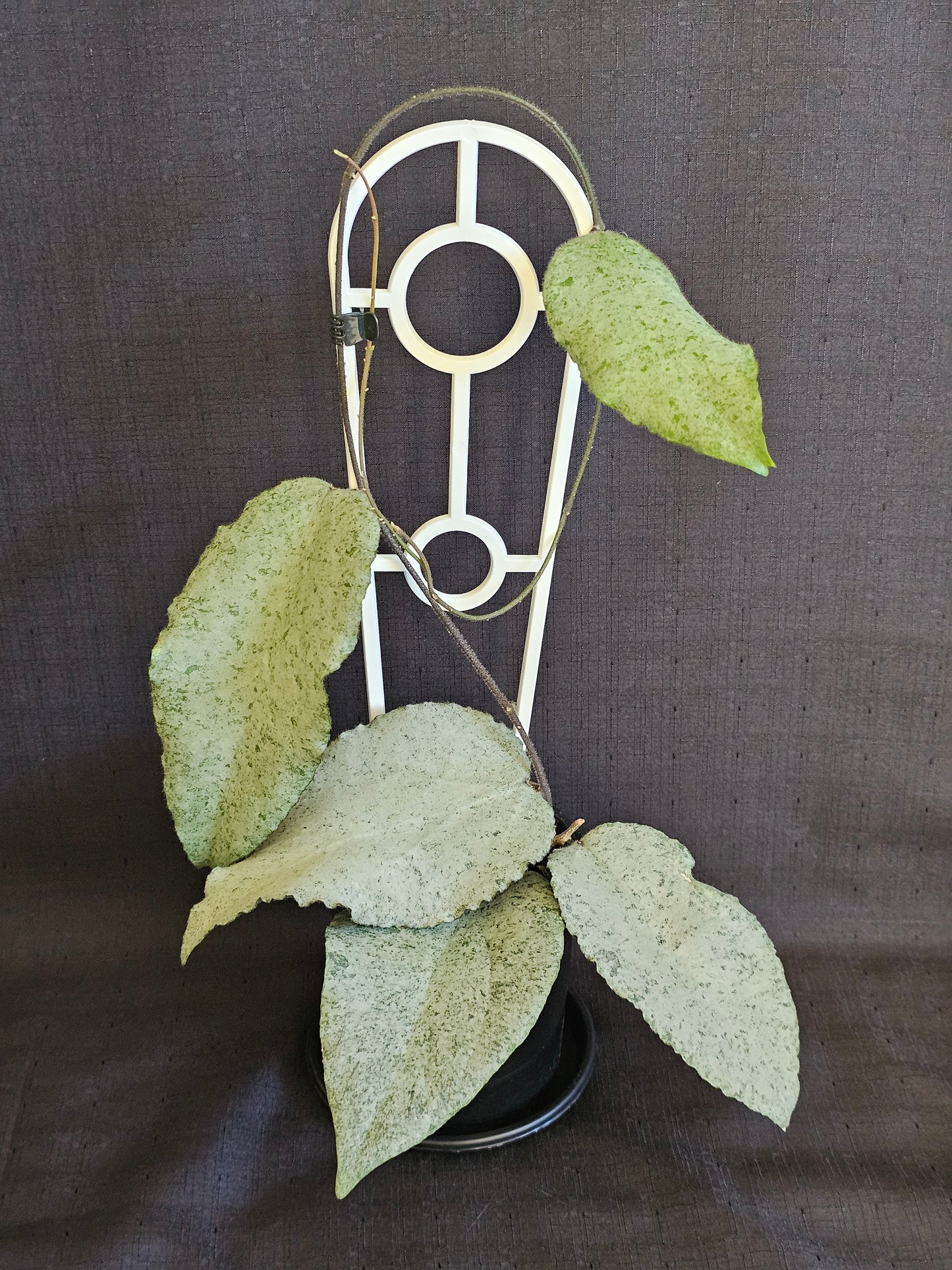 Hoya caudata 'Argene' Full Silver - RARE