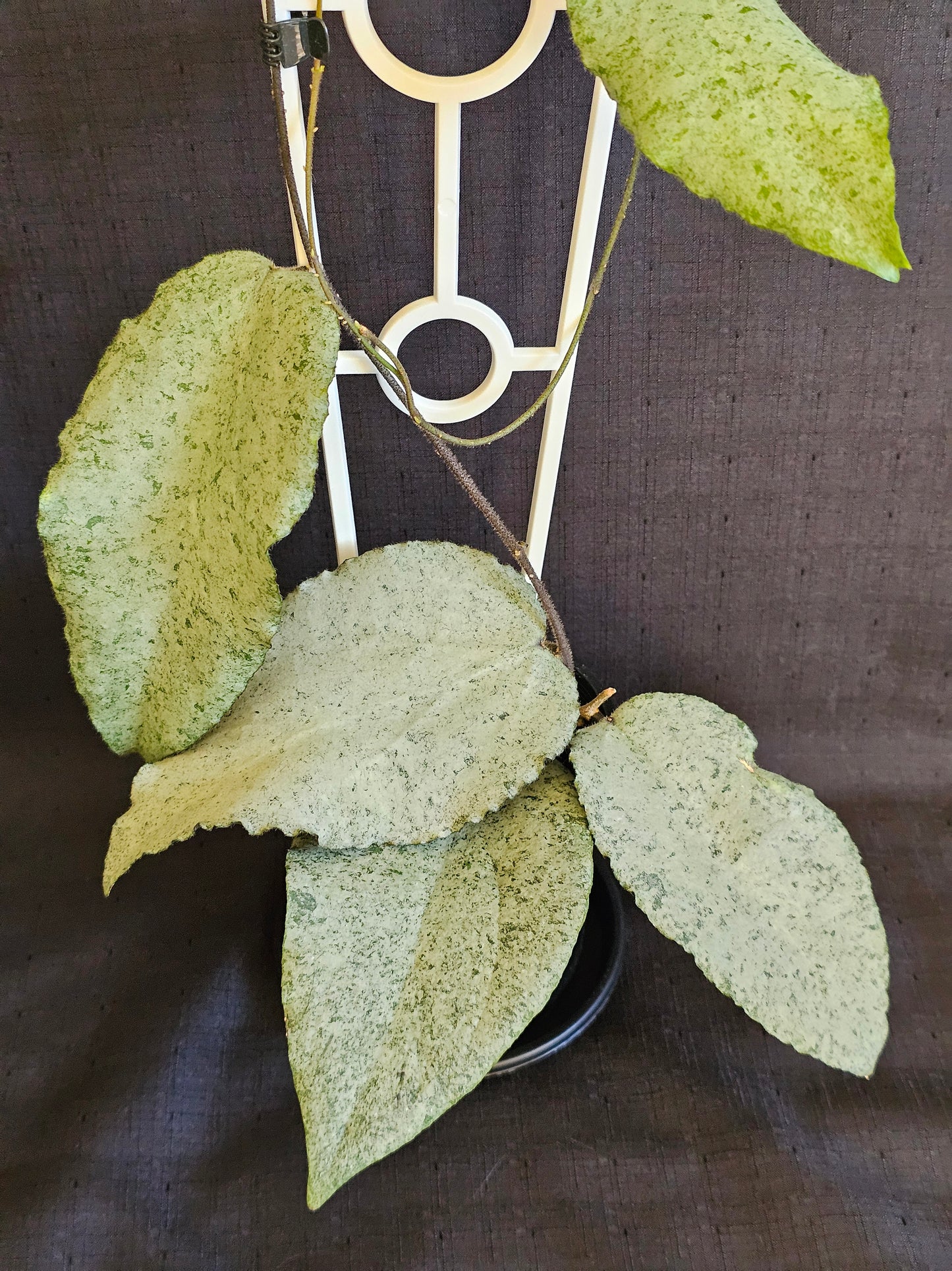 Hoya caudata 'Argene' Full Silver - RARE