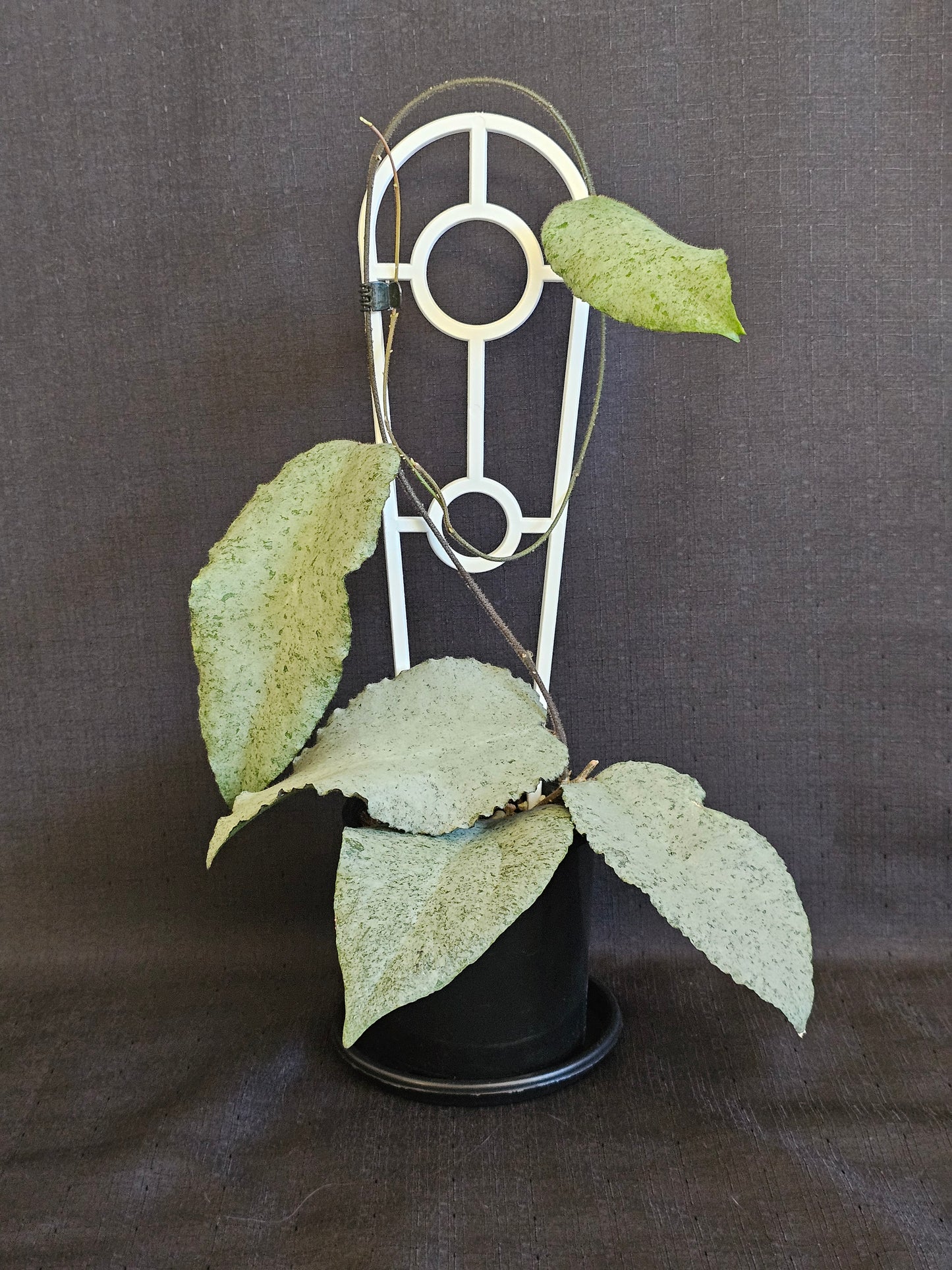 Hoya caudata 'Argene' Full Silver - RARE