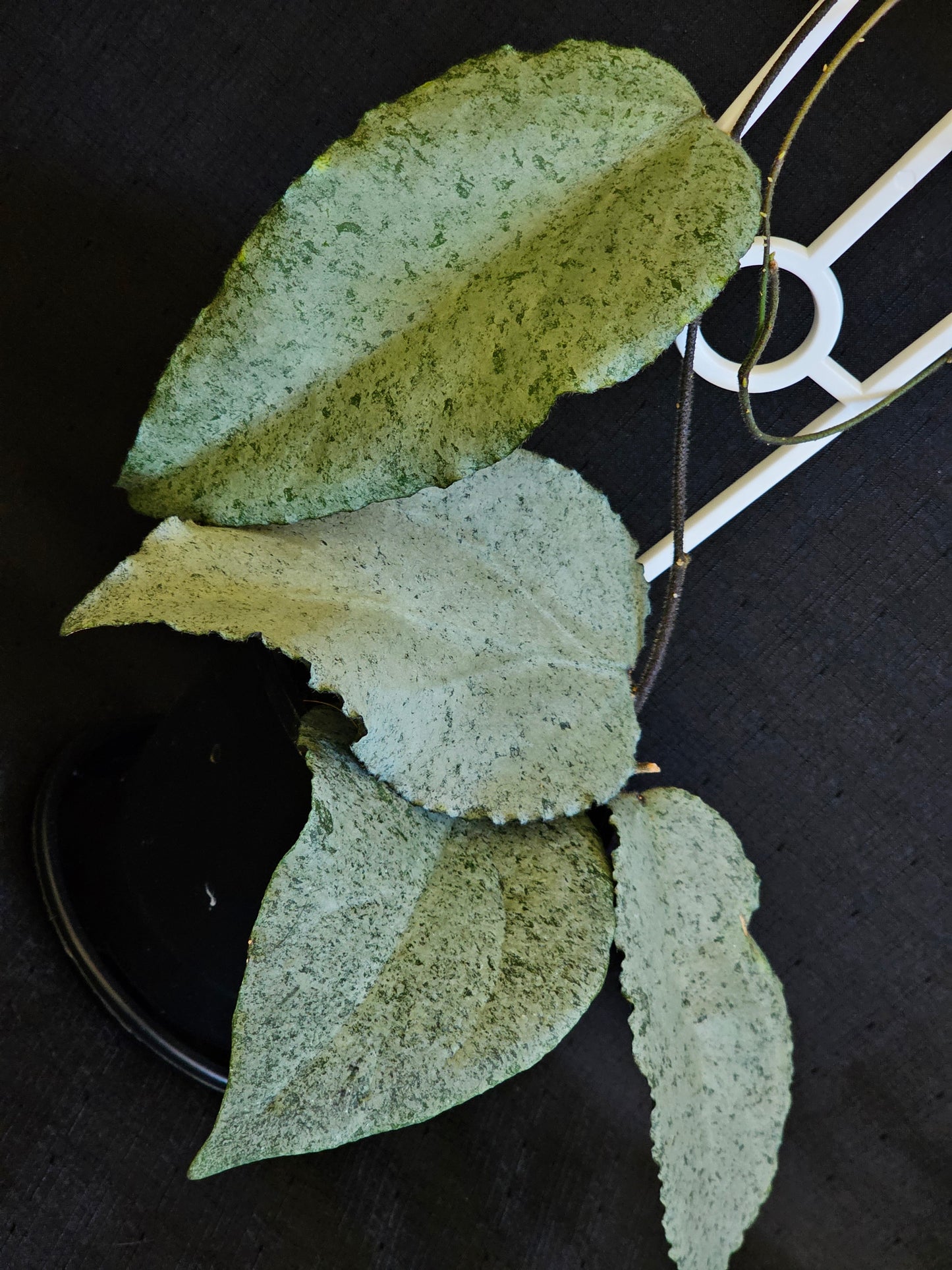 Hoya caudata 'Argene' Full Silver - RARE
