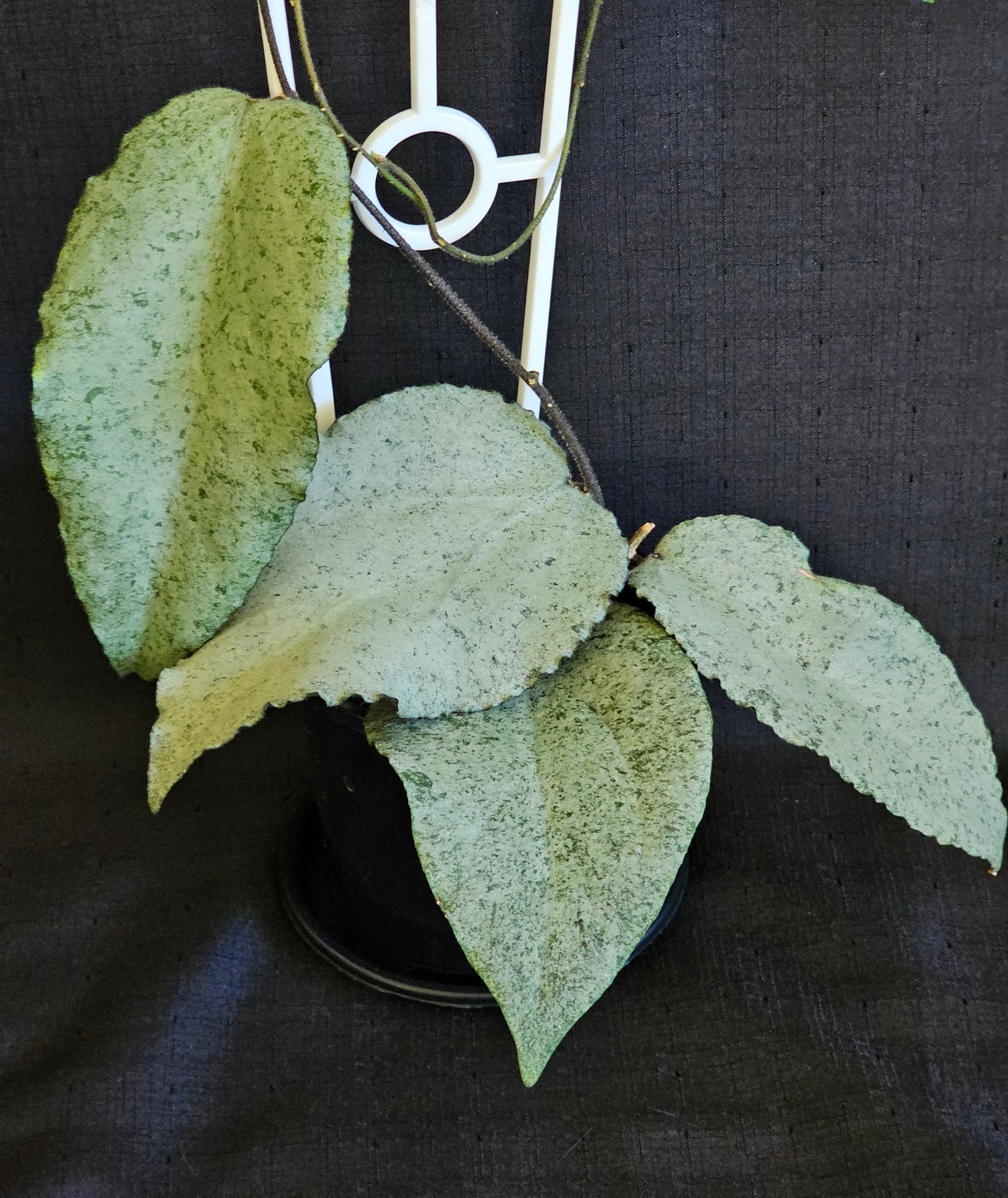 Hoya caudata 'Argene' Full Silver - RARE