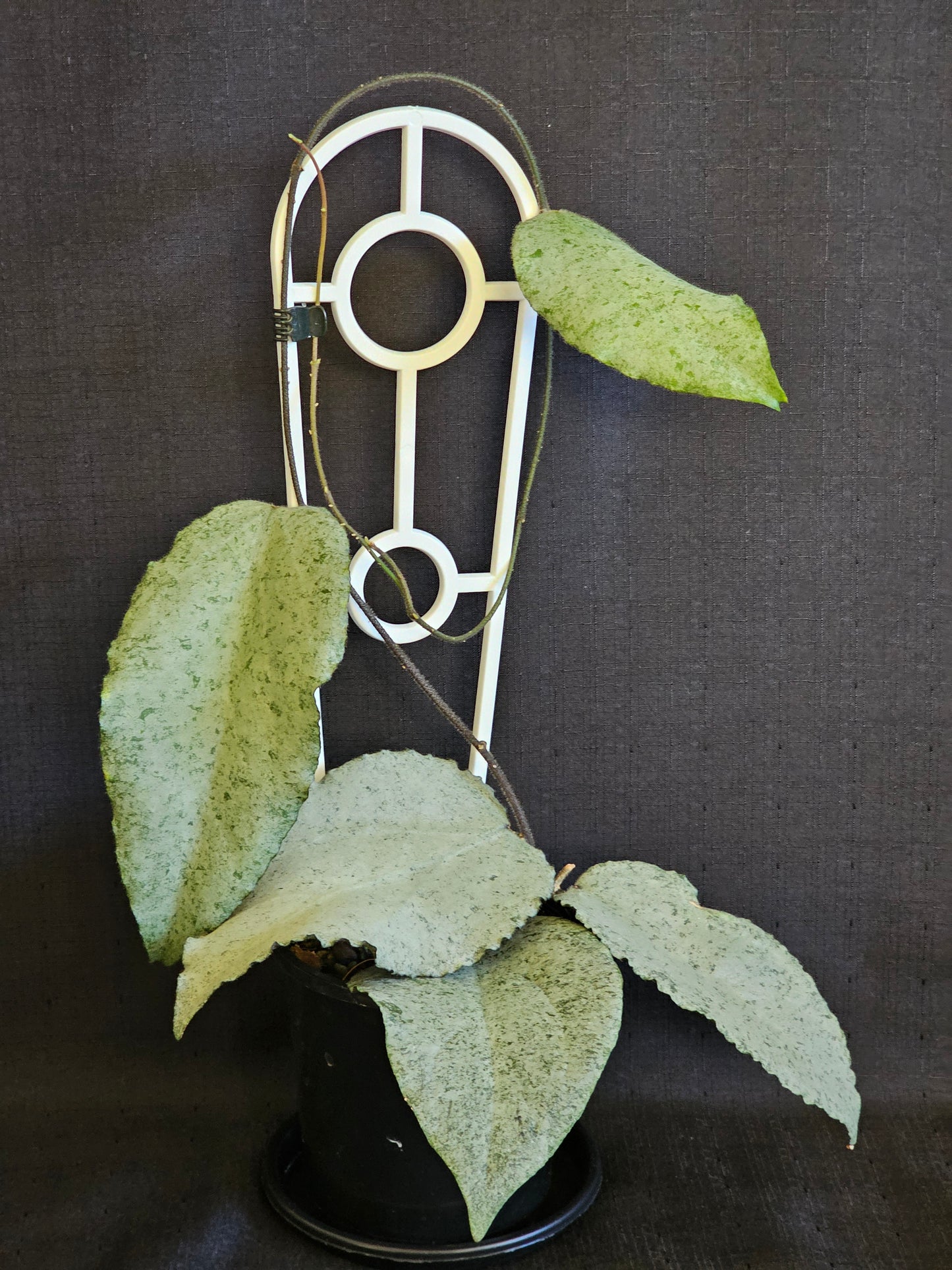 Hoya caudata 'Argene' Full Silver - RARE