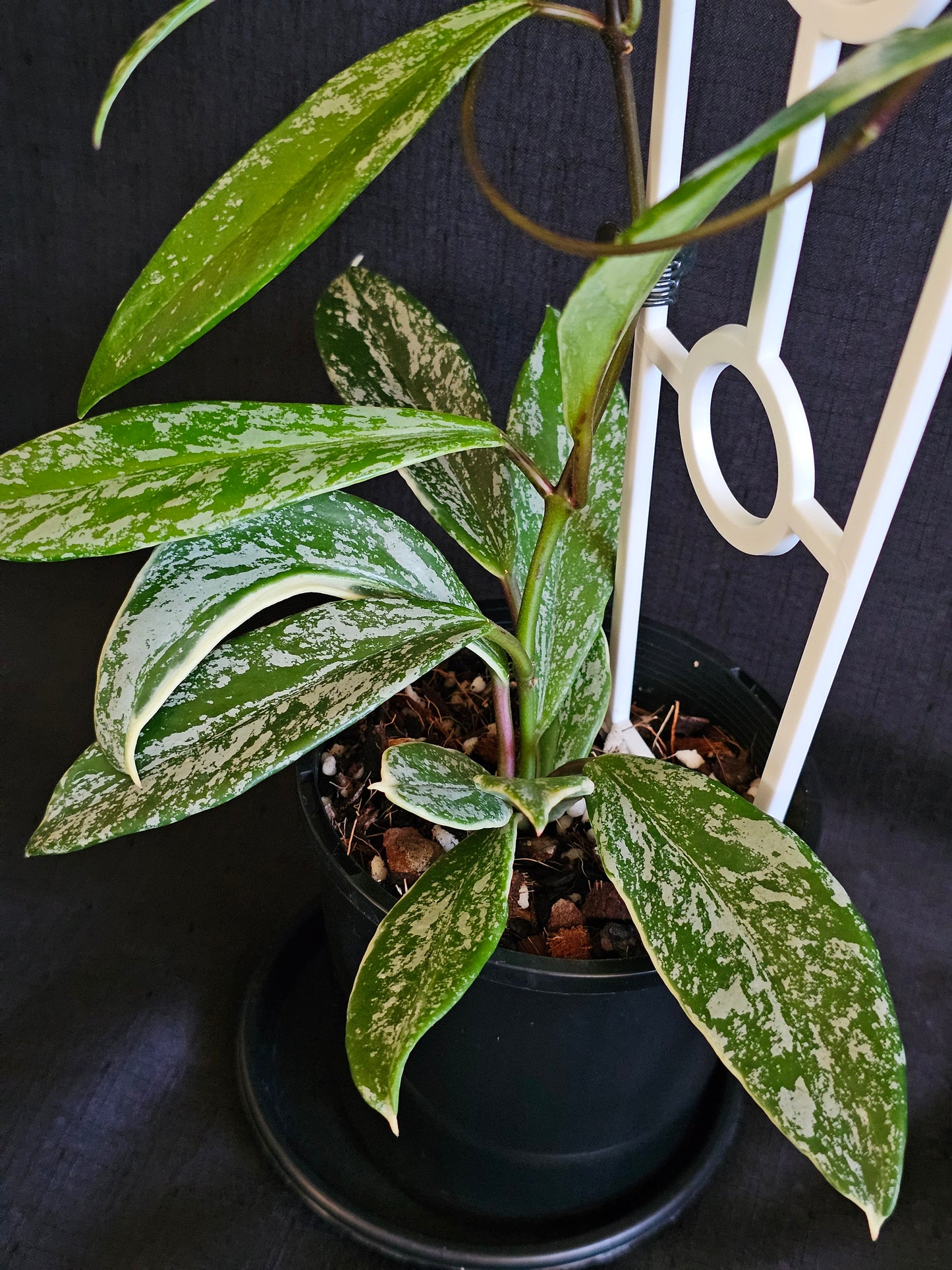 Hoya pubicalyx   'Pink Silver Albomarginata'