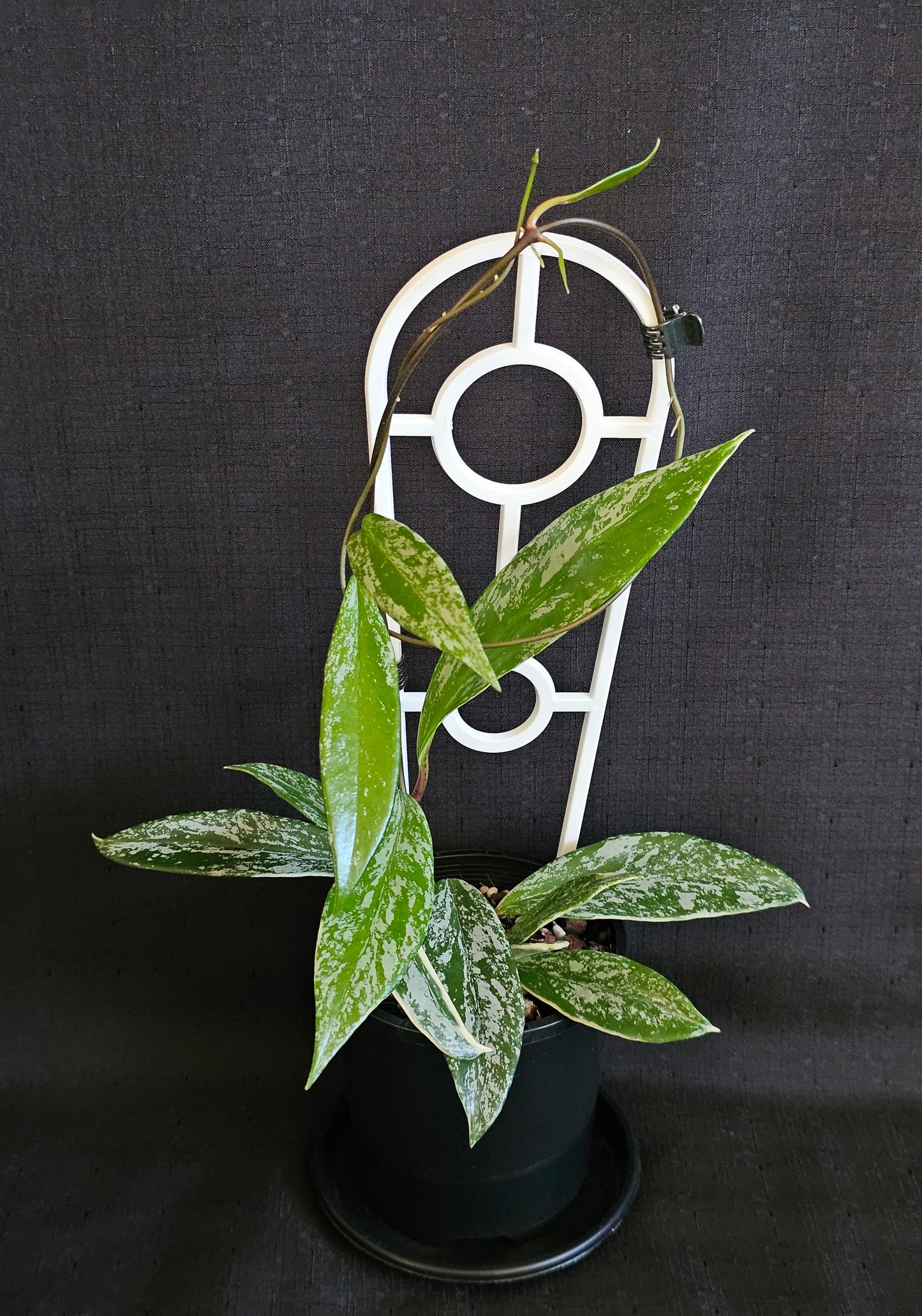 Hoya pubicalyx   'Pink Silver Albomarginata'
