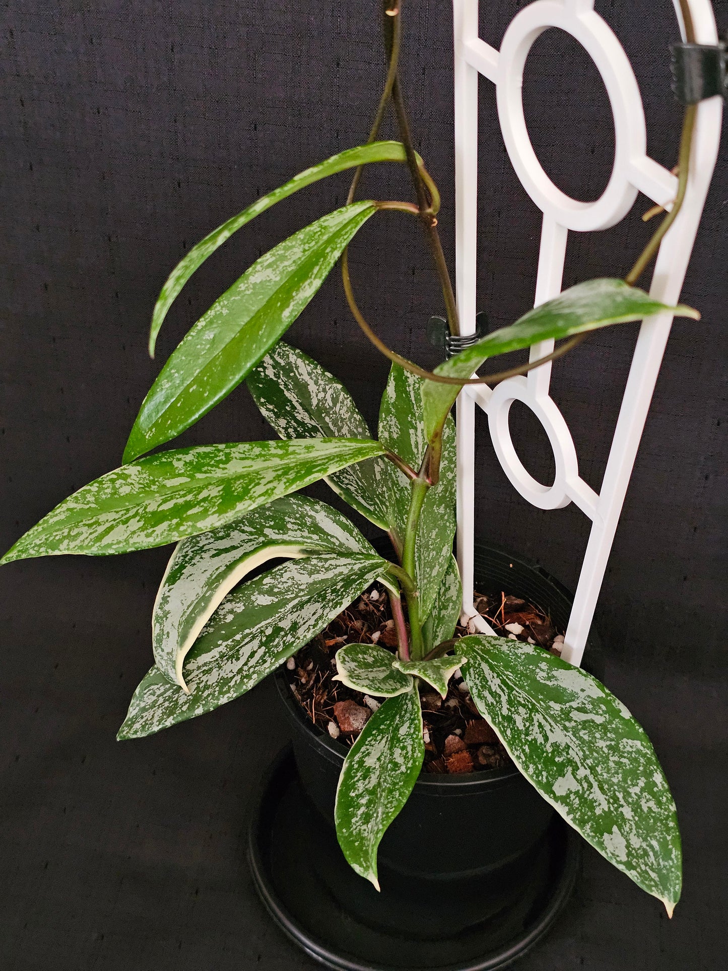 Hoya pubicalyx   'Pink Silver Albomarginata'