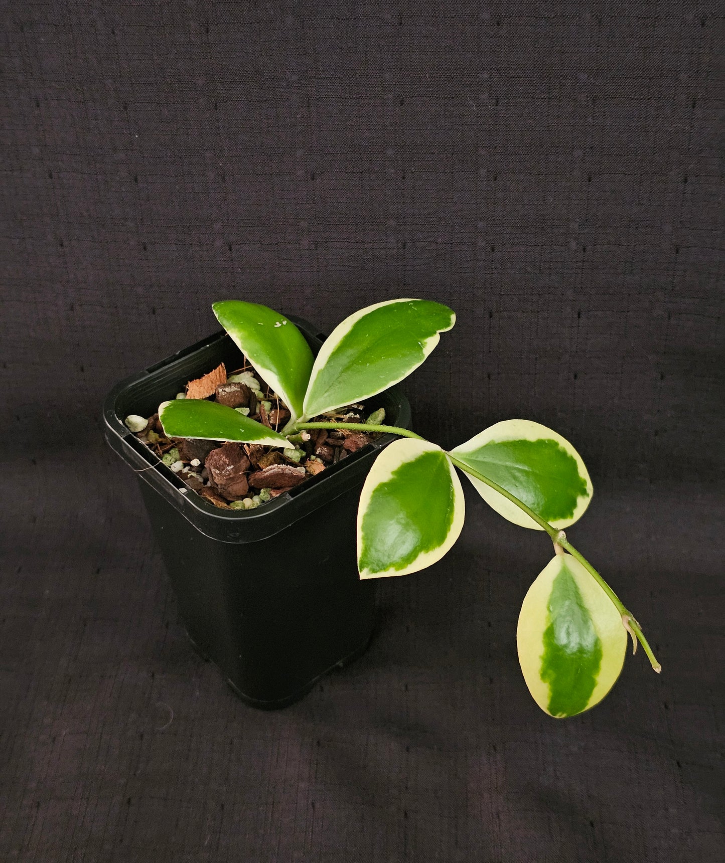 Hoya incurvula Albomarginata  (Rare)