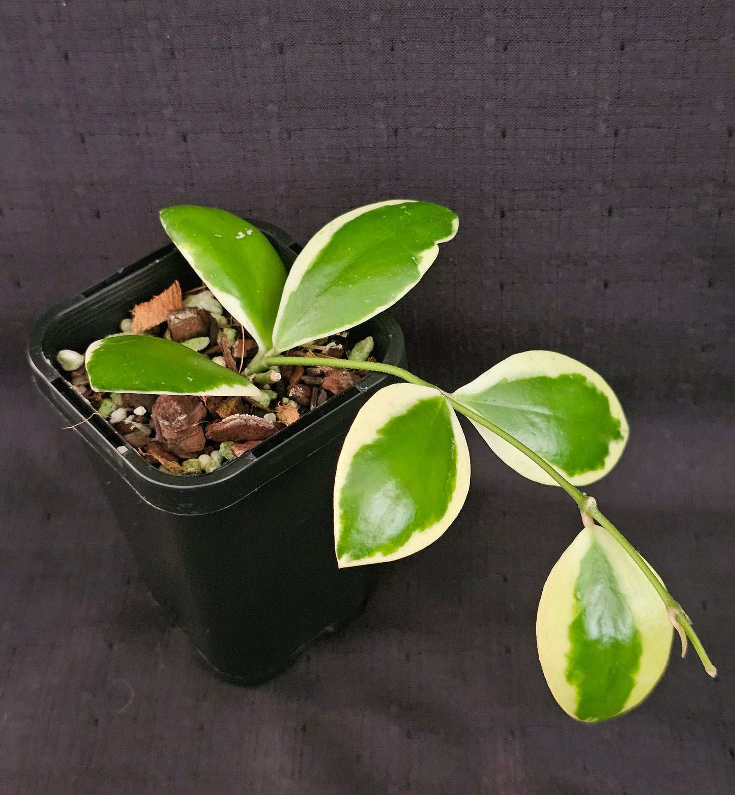 Hoya incurvula Albomarginata  (Rare)