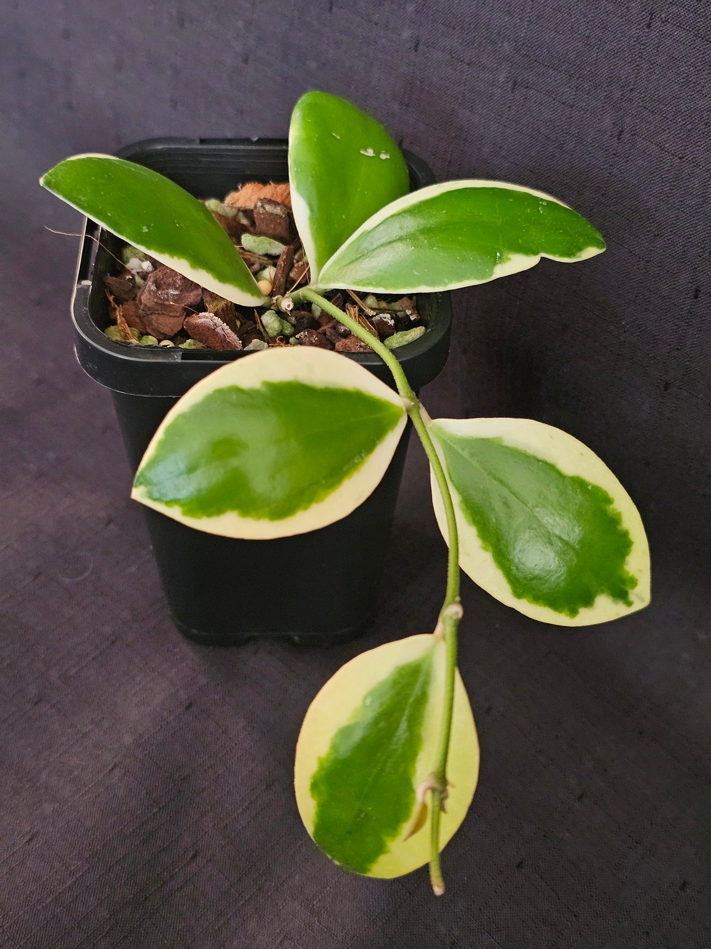 Hoya incurvula Albomarginata  (Rare)