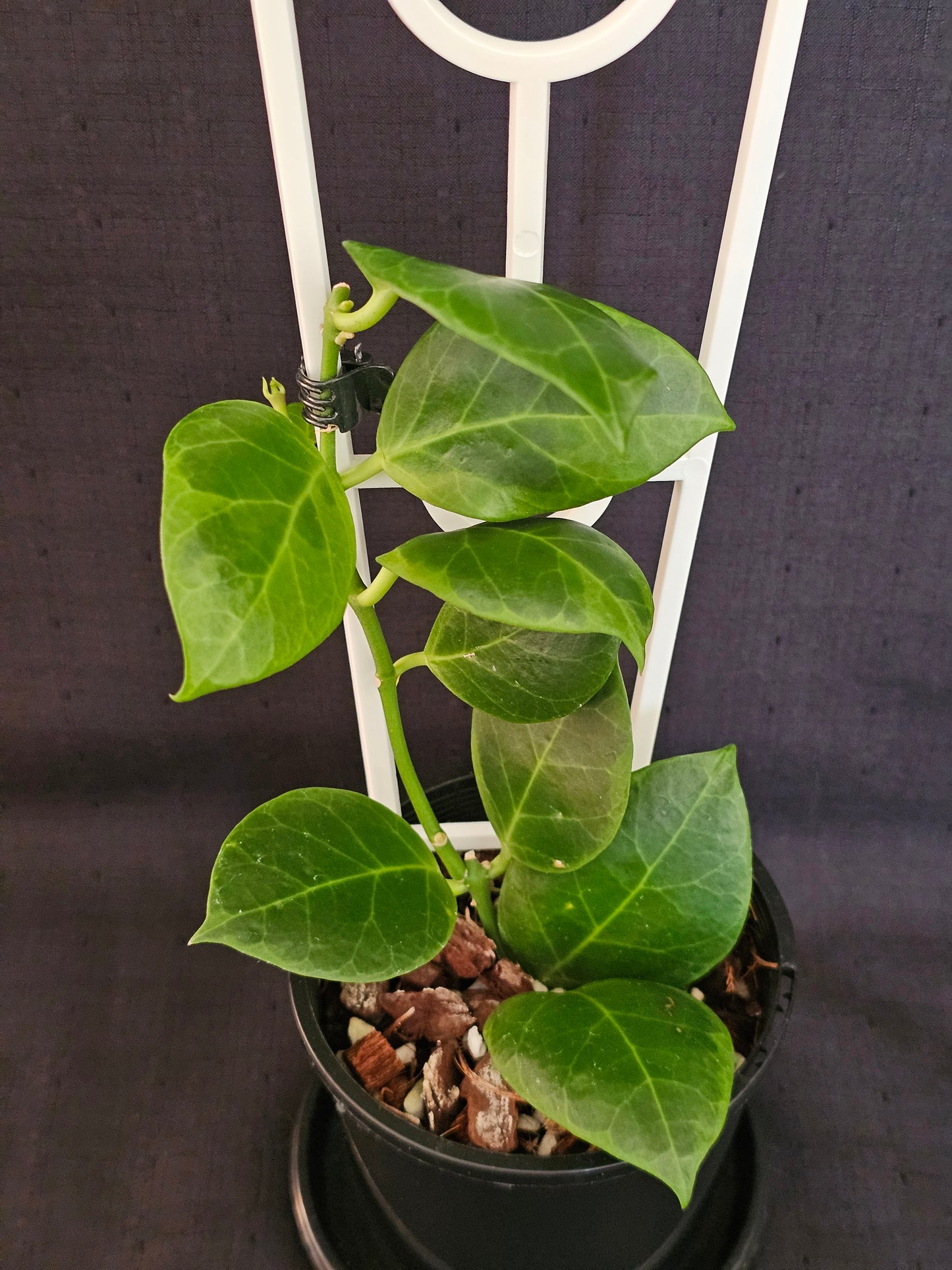 Hoya obscura 'Albomarginata' (Rare)