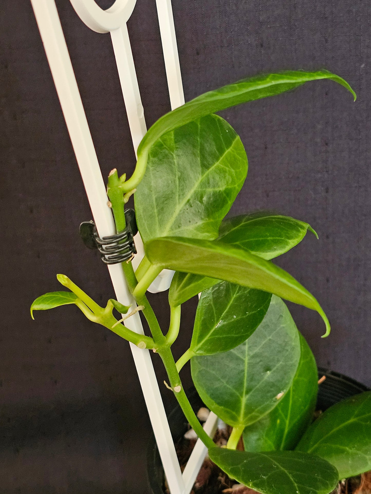 Hoya obscura 'Albomarginata' (Rare)