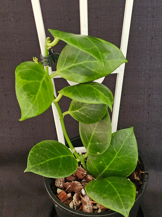 Hoya obscura 'Albomarginata' (Rare)