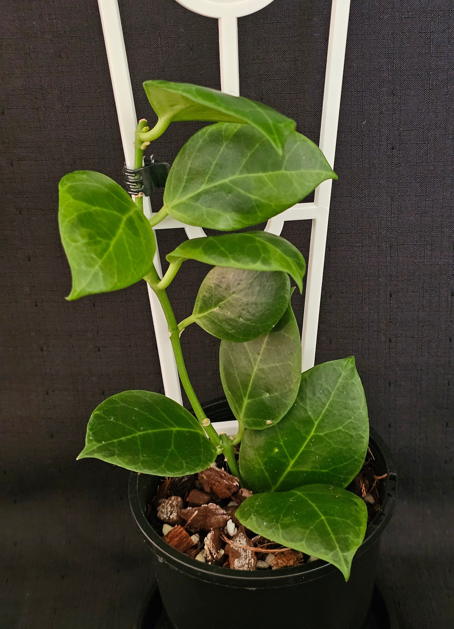 Hoya obscura 'Albomarginata' (Rare)