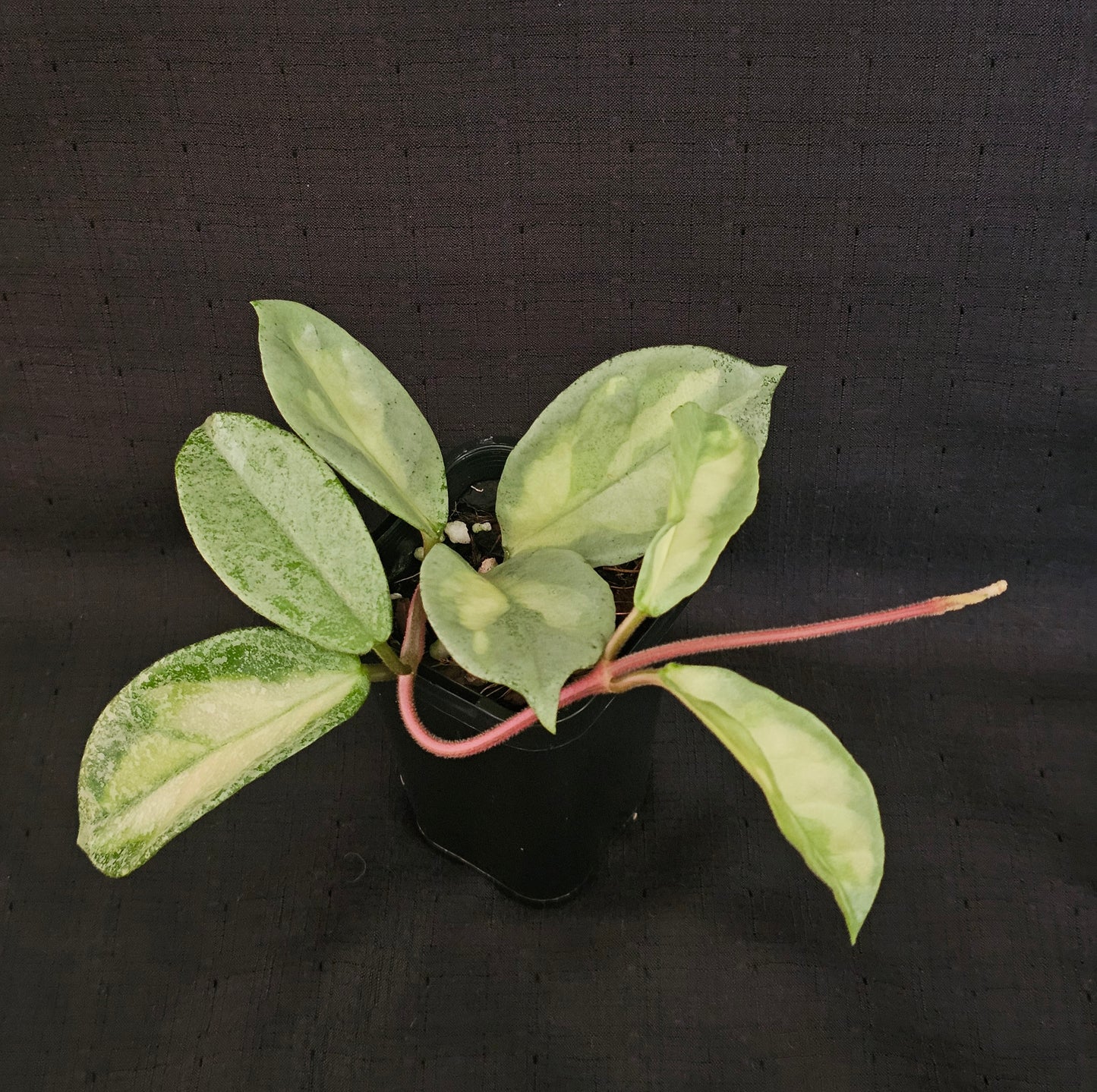 Hoya carnosa 'Argentea Princess'