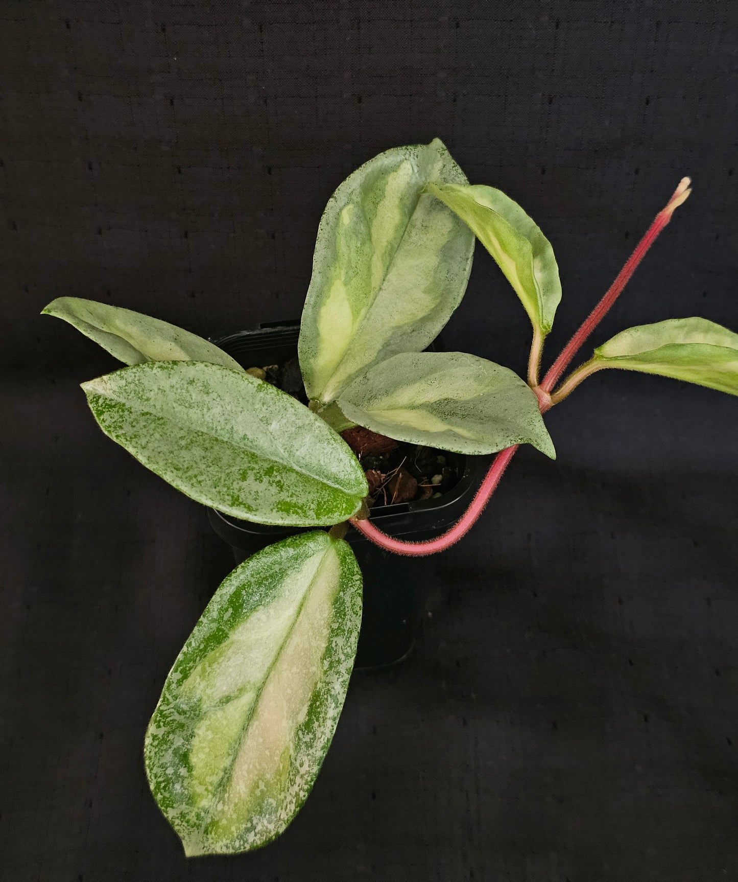 Hoya carnosa 'Argentea Princess'