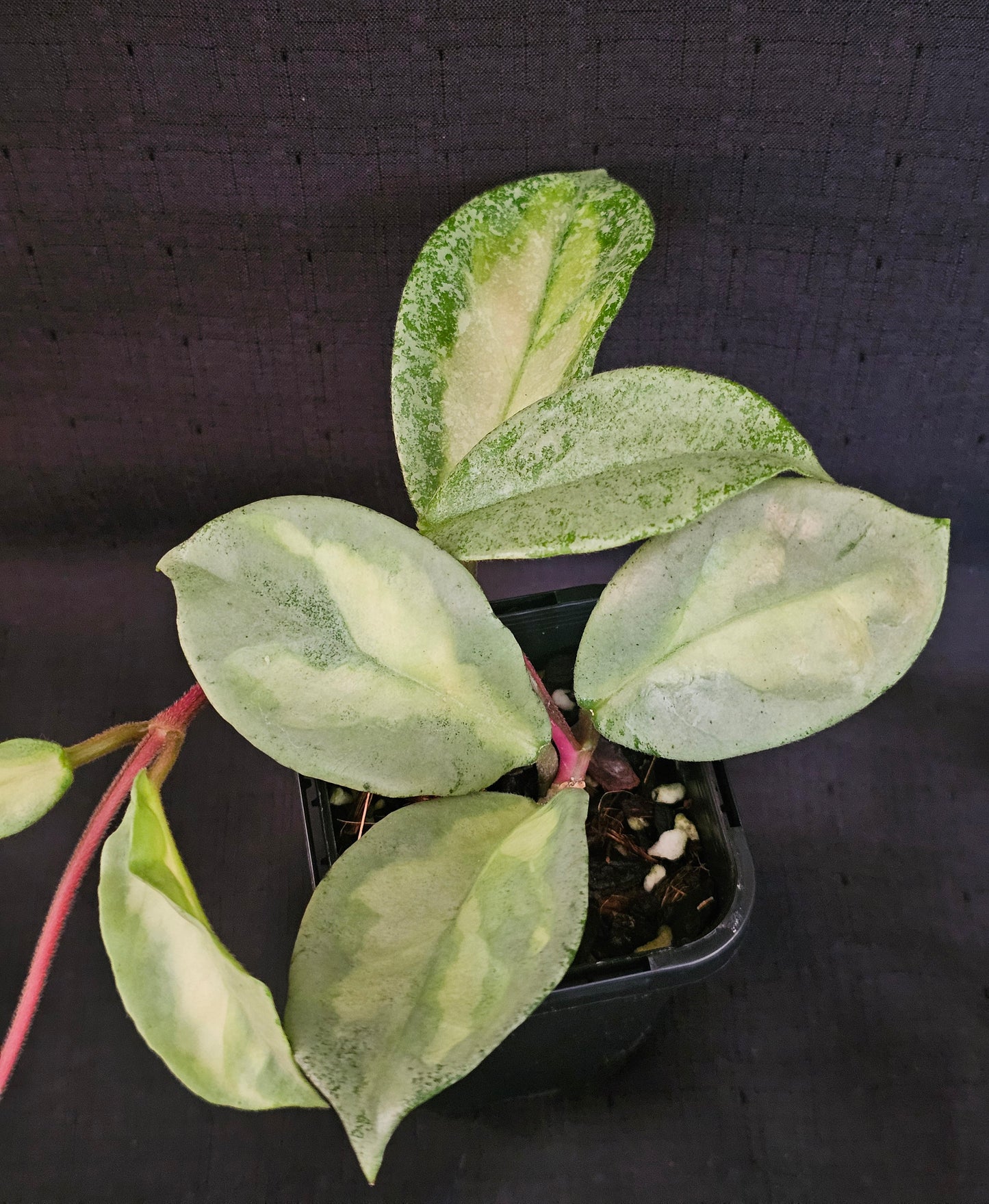 Hoya carnosa 'Argentea Princess'
