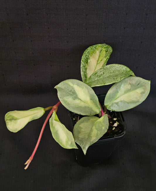 Hoya carnosa 'Argentea Princess'