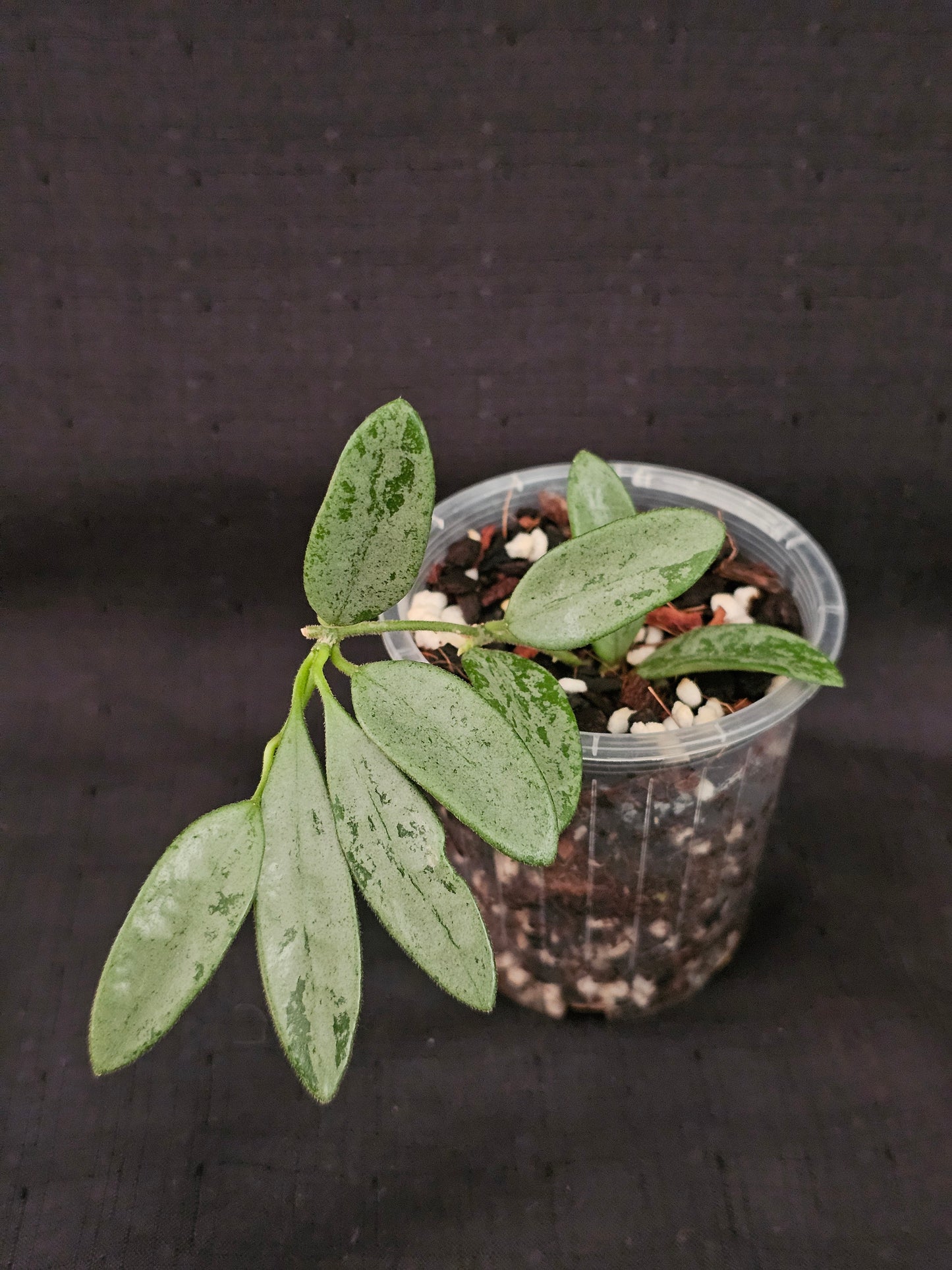 Hoya lima 'Silver' (Rare)