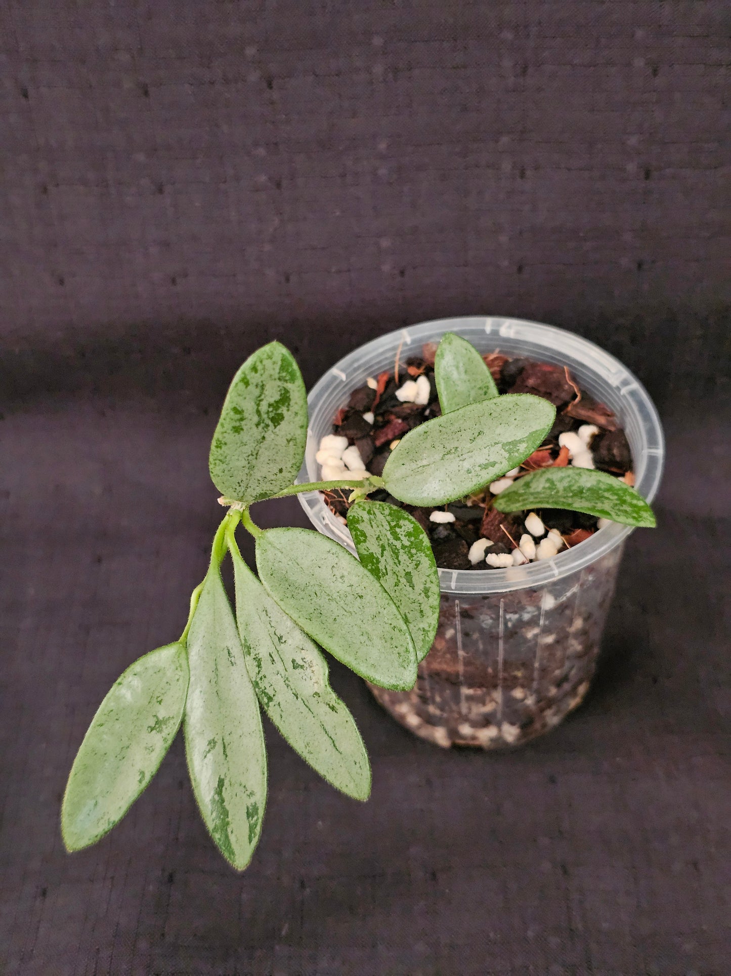 Hoya lima 'Silver' (Rare)