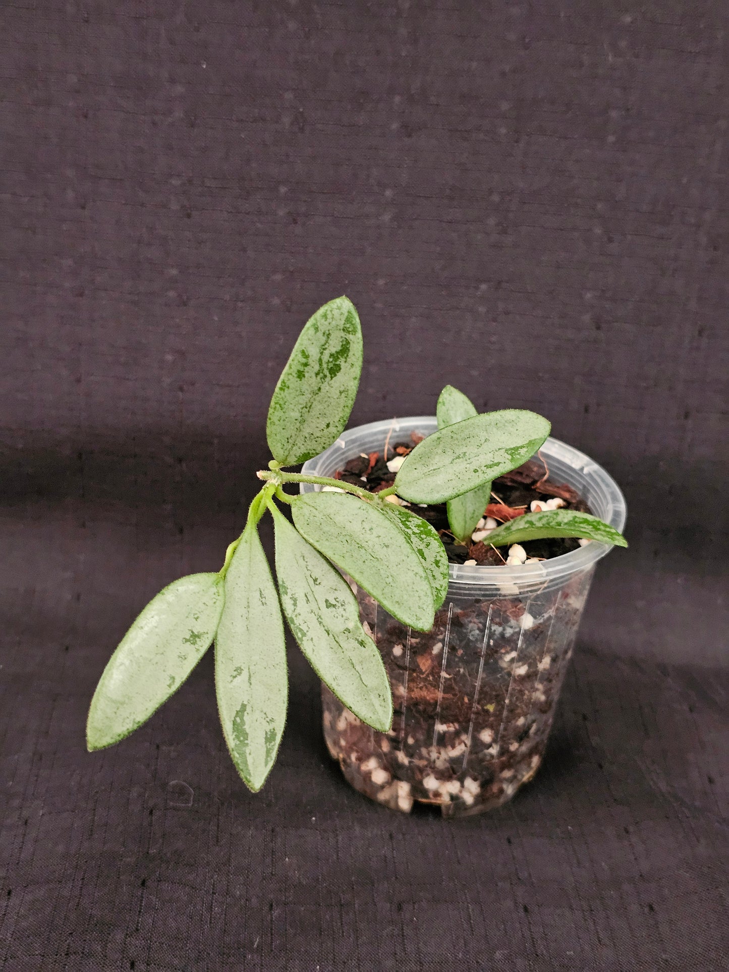 Hoya lima 'Silver' (Rare)