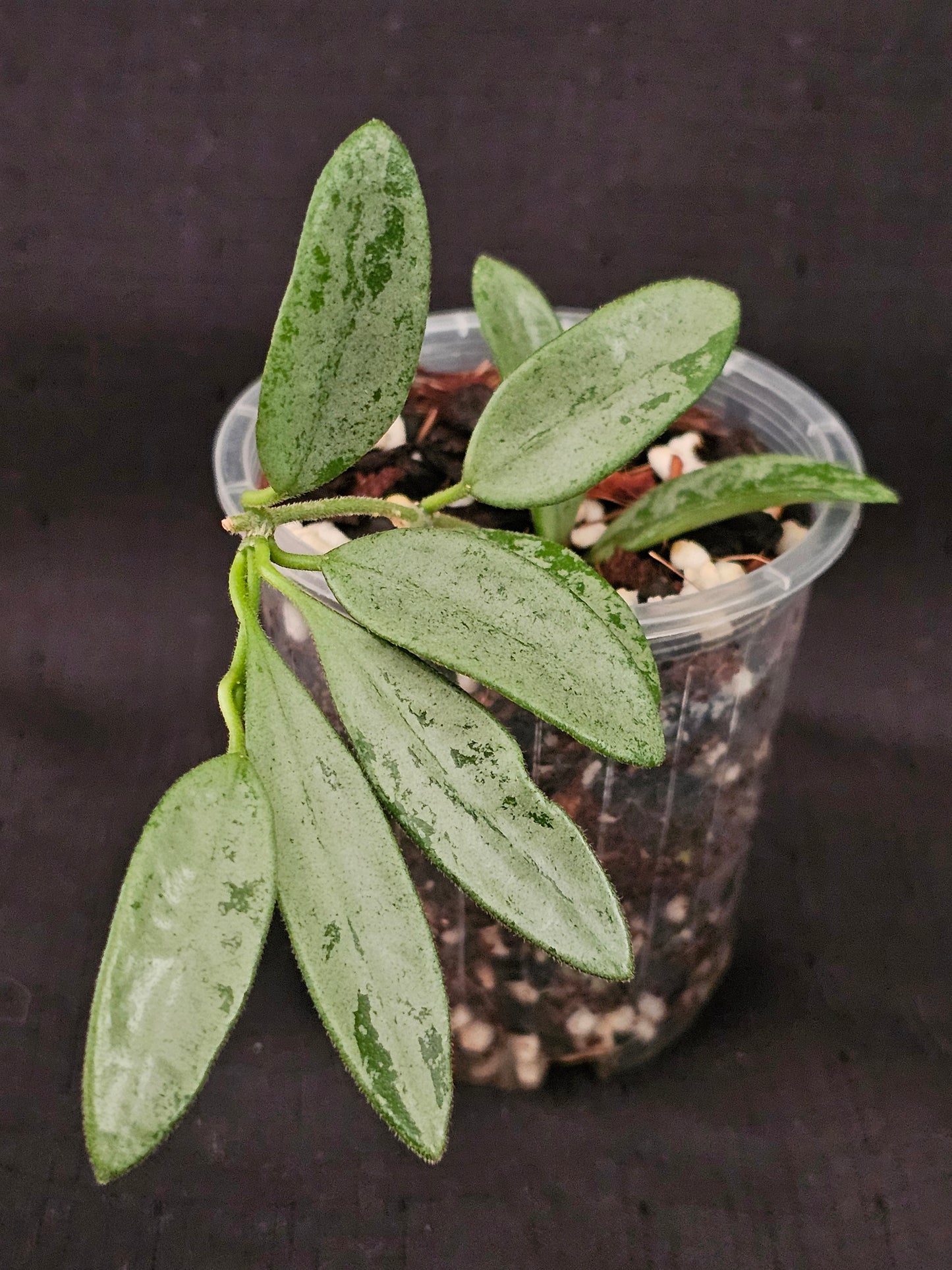 Hoya lima 'Silver' (Rare)