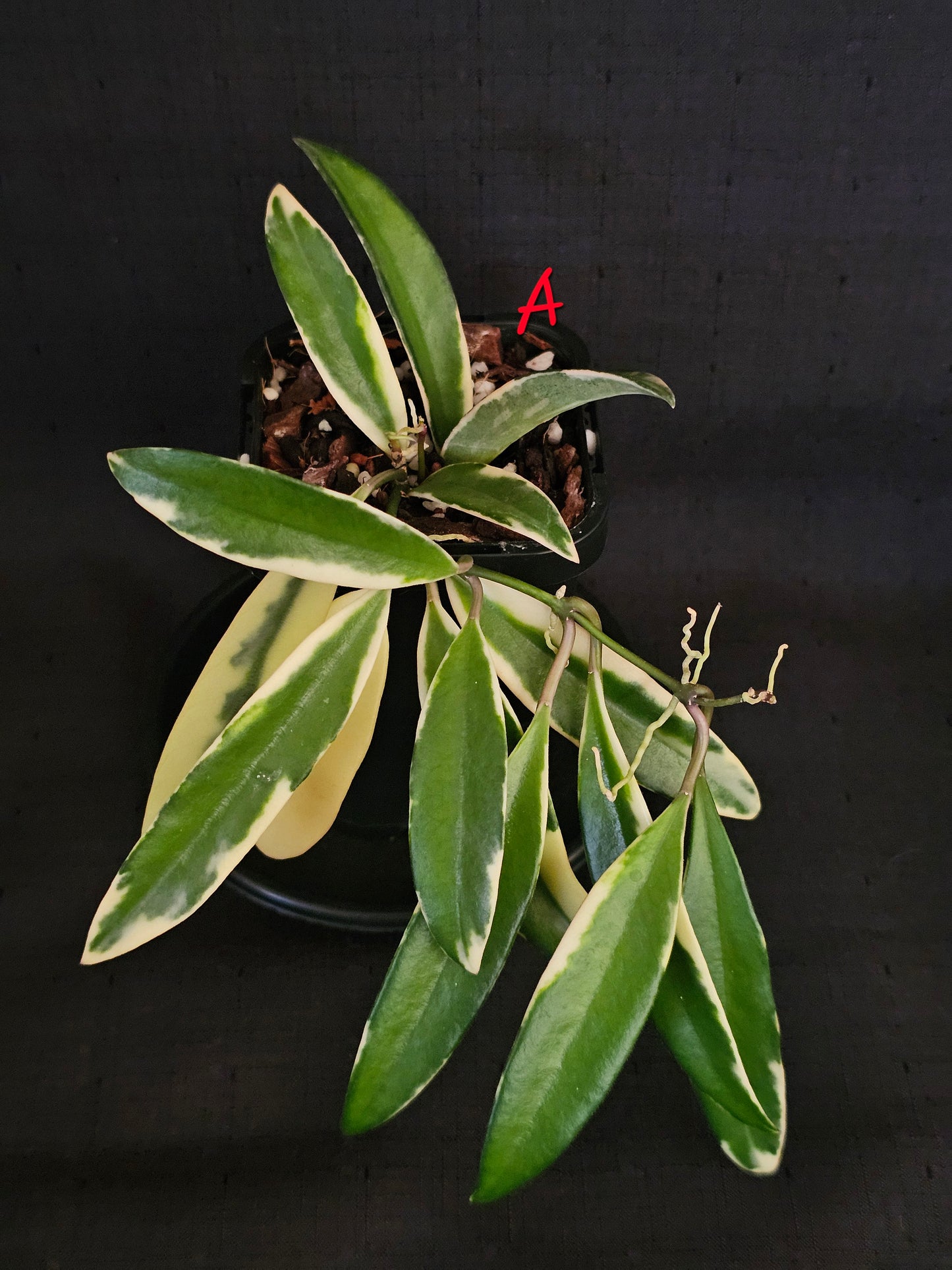 Hoya 'Lori Lyn'