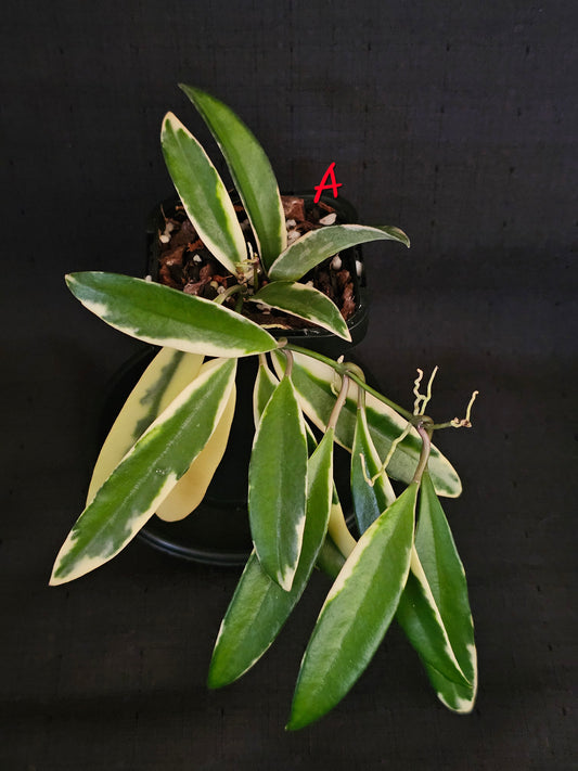 Hoya 'Lori Lyn'