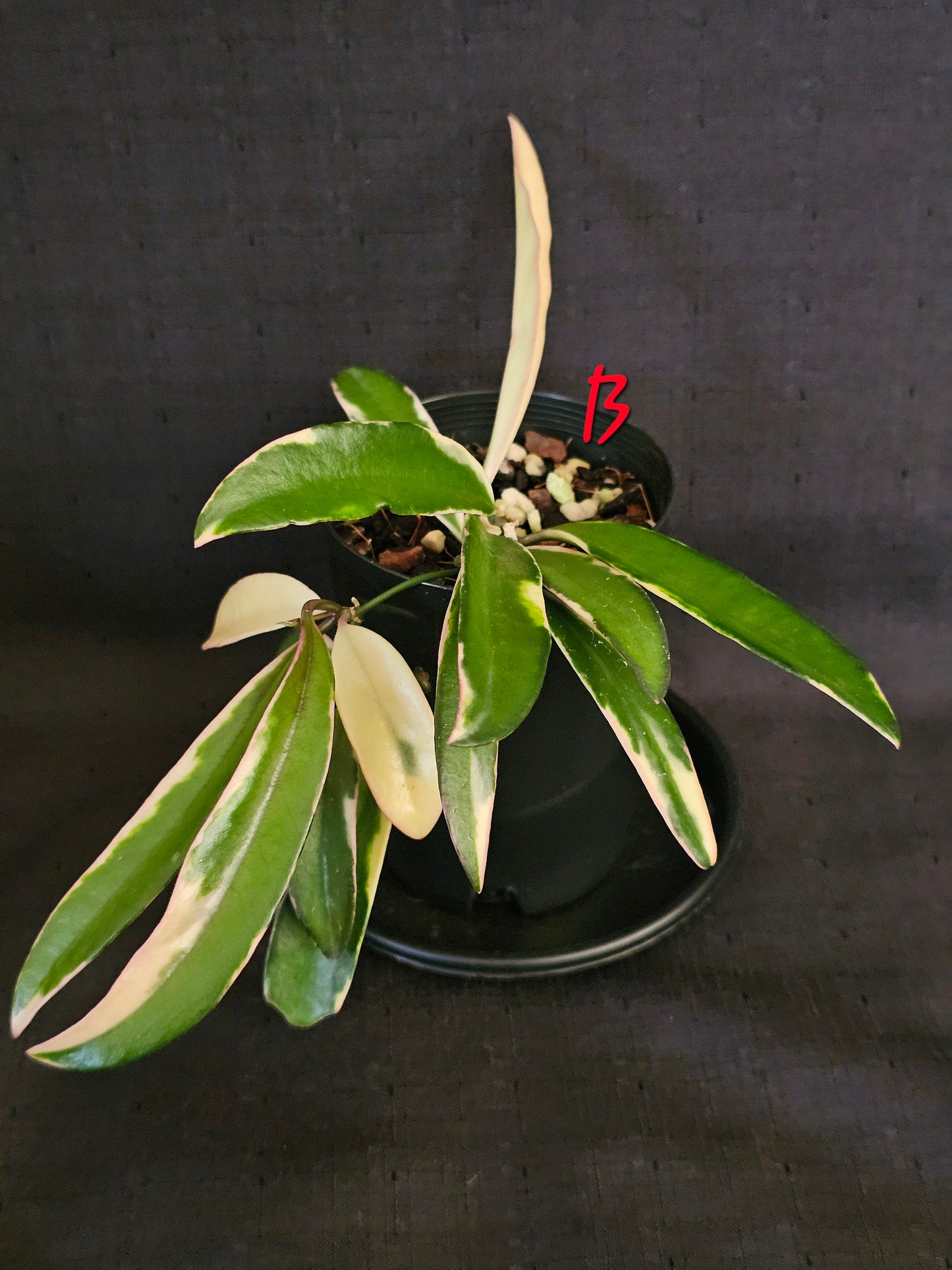 Hoya 'Lori Lyn'