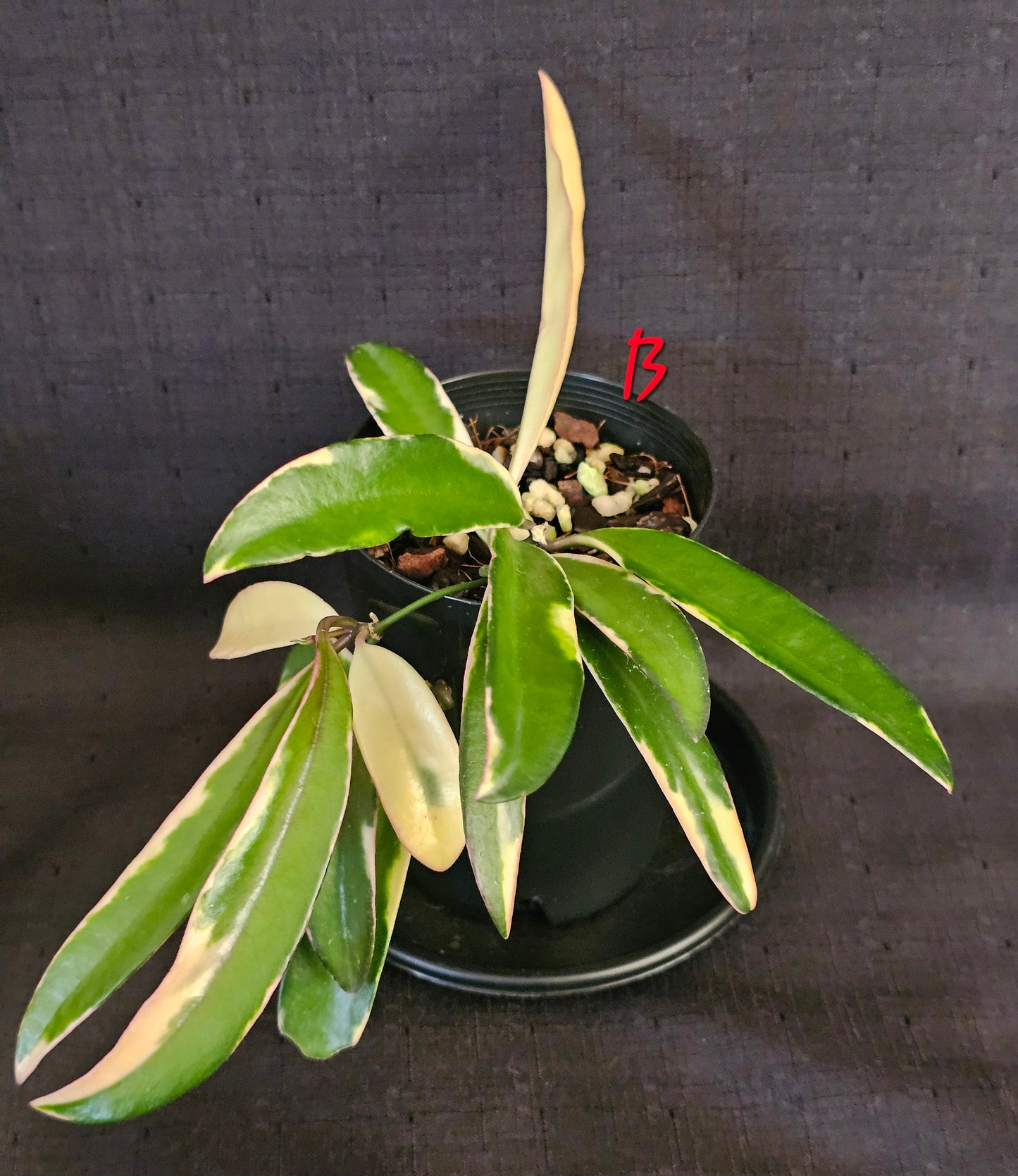 Hoya 'Lori Lyn'