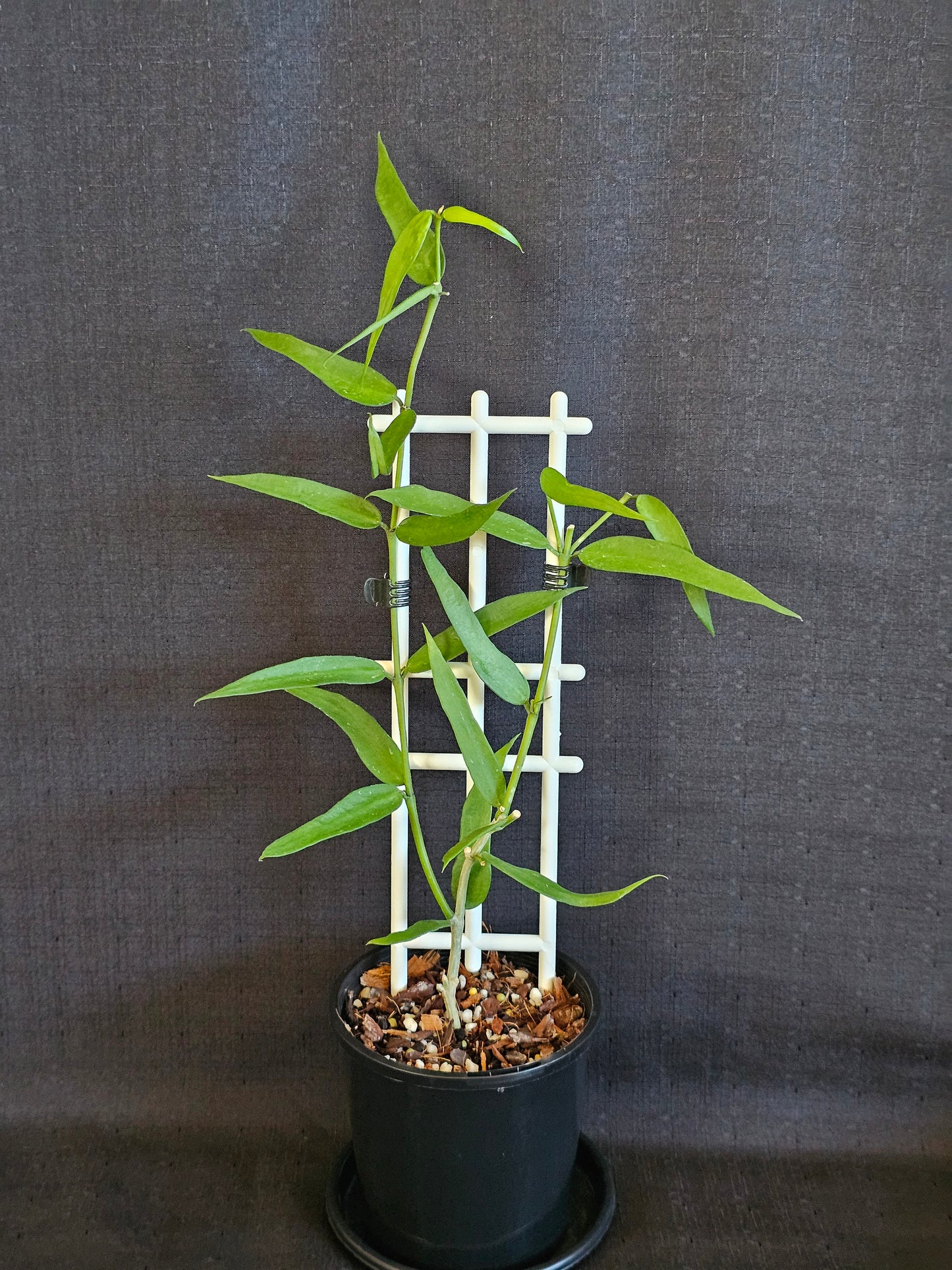 Hoya lanceolata subsp. Bella (Syn. Burmanica)