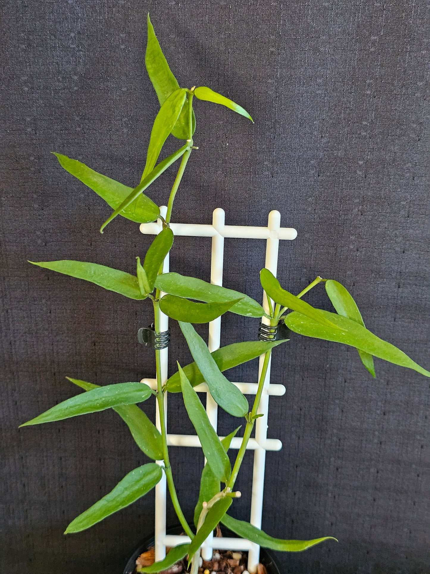 Hoya lanceolata subsp. Bella (Syn. Burmanica)