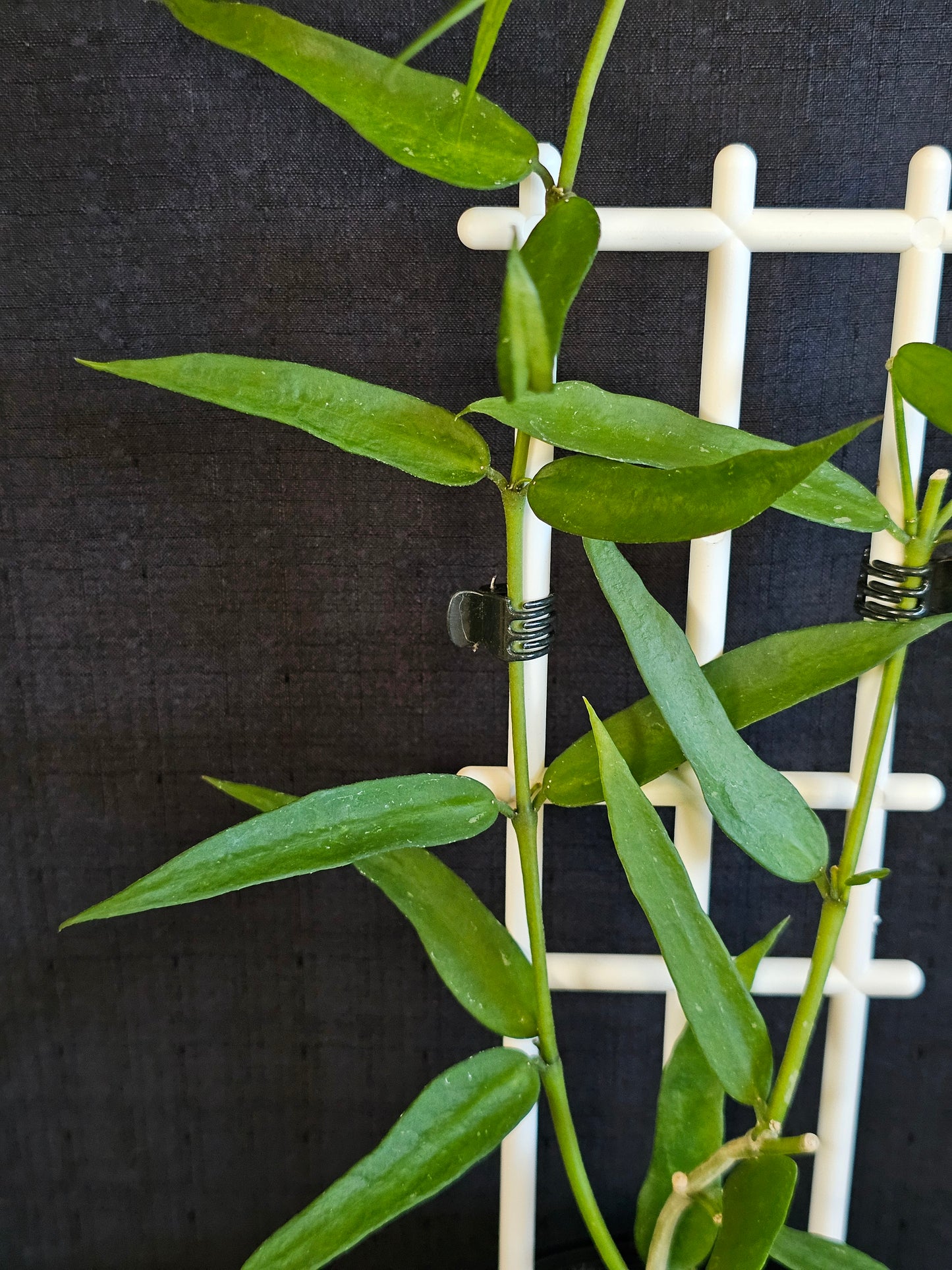 Hoya lanceolata subsp. Bella (Syn. Burmanica)