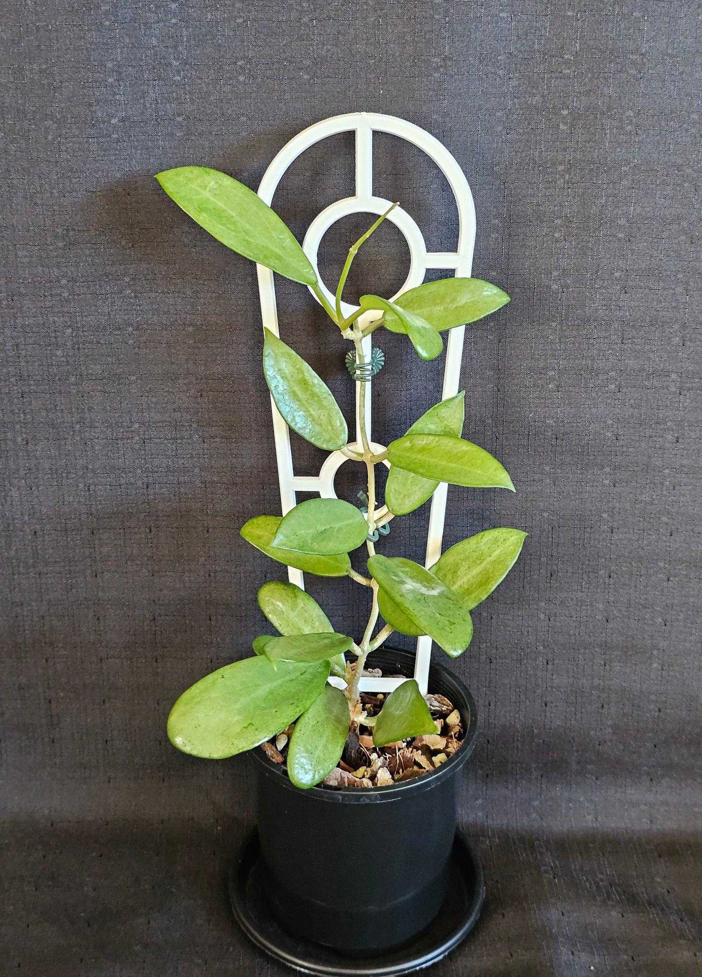 Hoya 'Silver Lady'