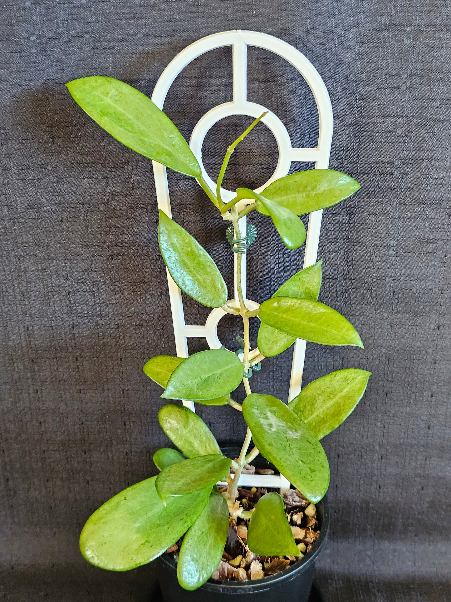 Hoya 'Silver Lady'