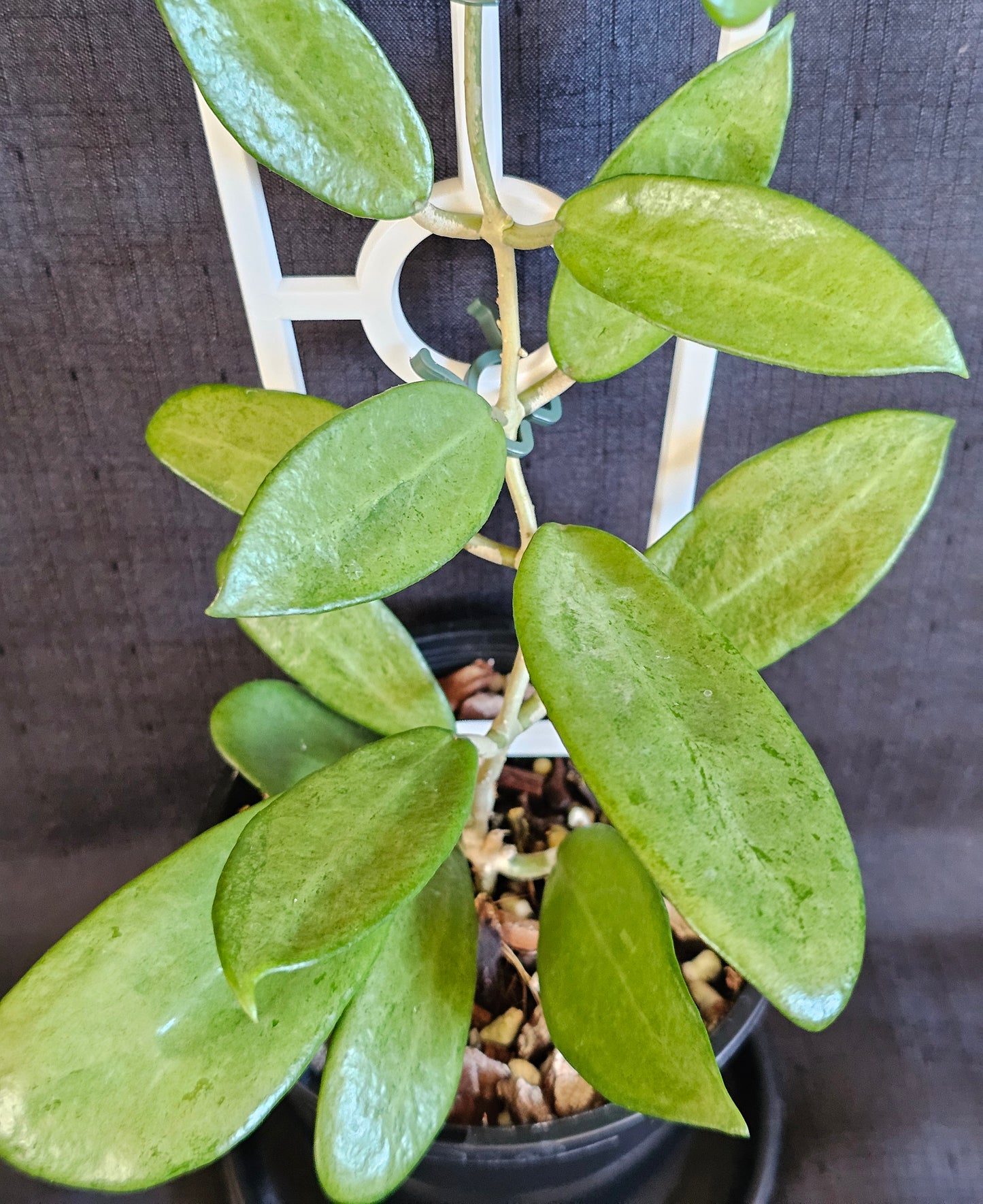 Hoya 'Silver Lady'