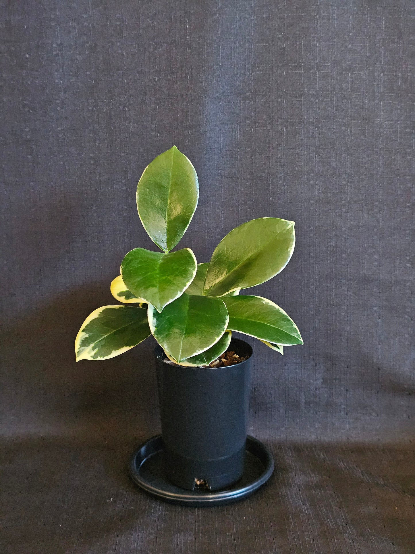 Hoya australis 'Blondie' or Outer Variegated #1