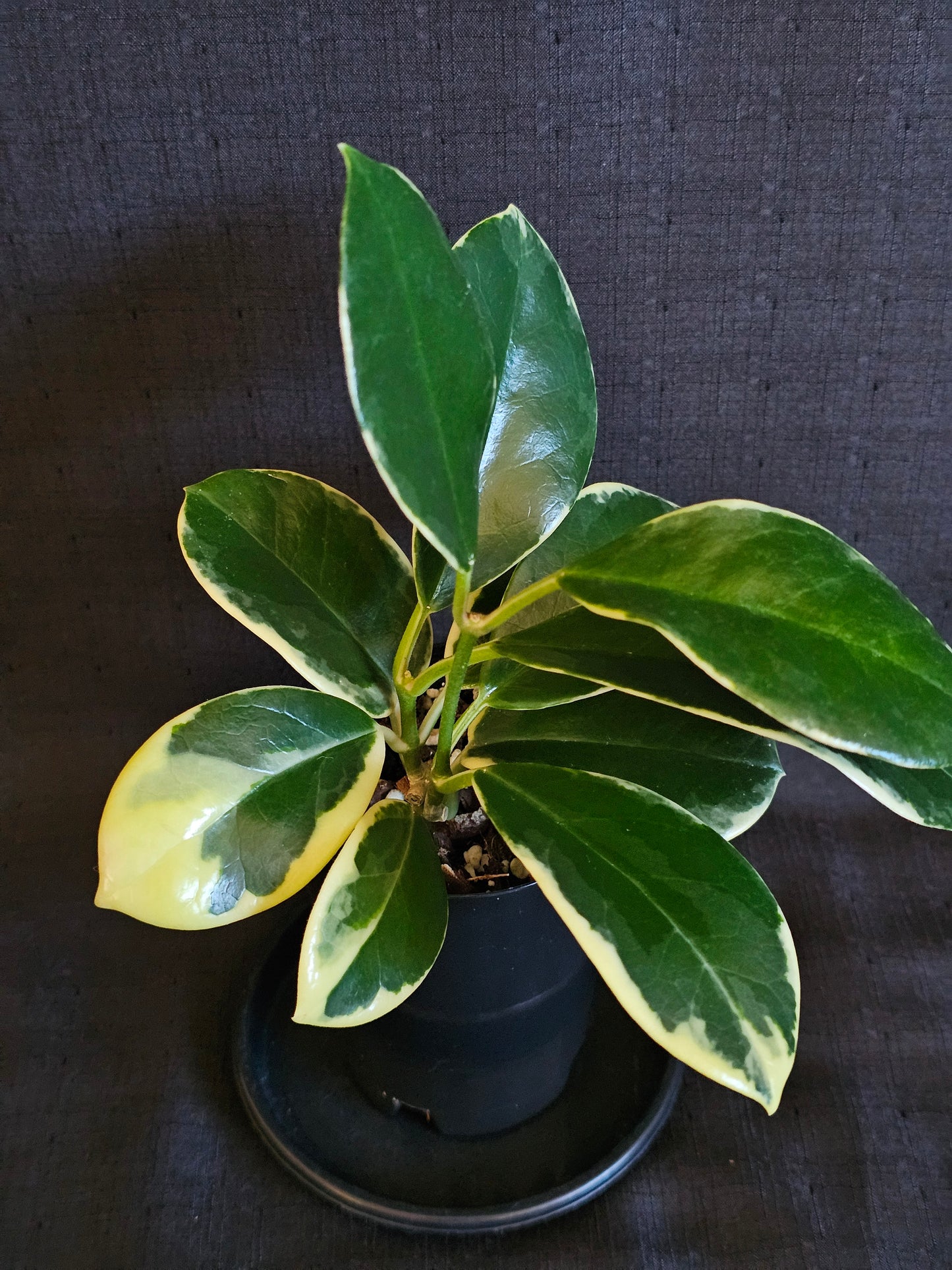 Hoya australis 'Blondie' or Outer Variegated #1