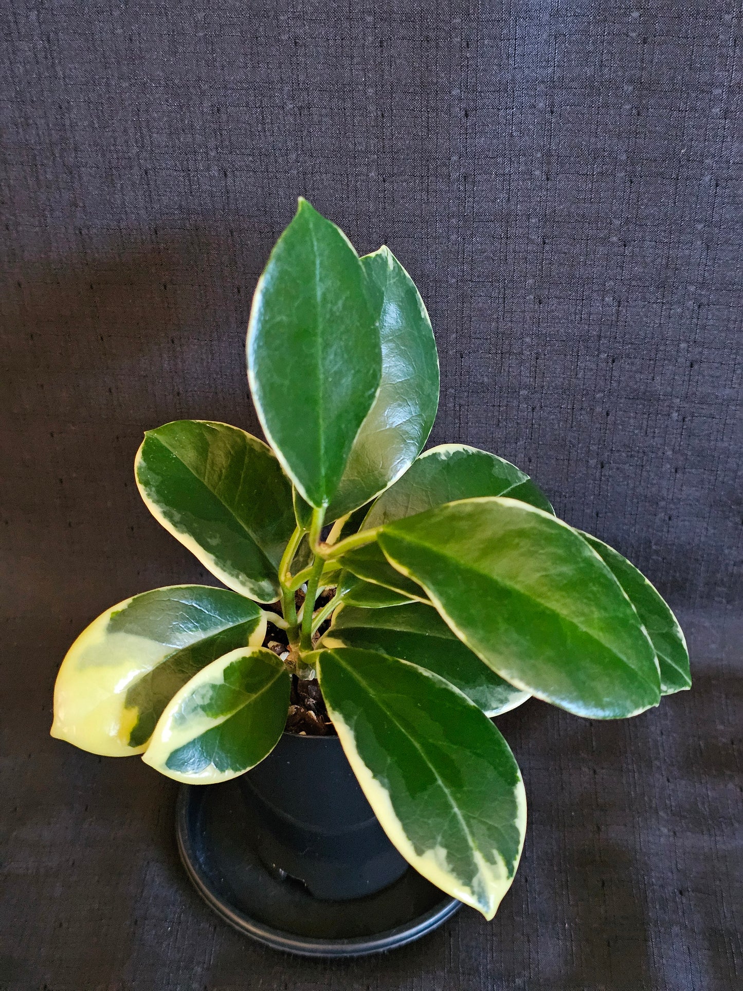 Hoya australis 'Blondie' or Outer Variegated #1