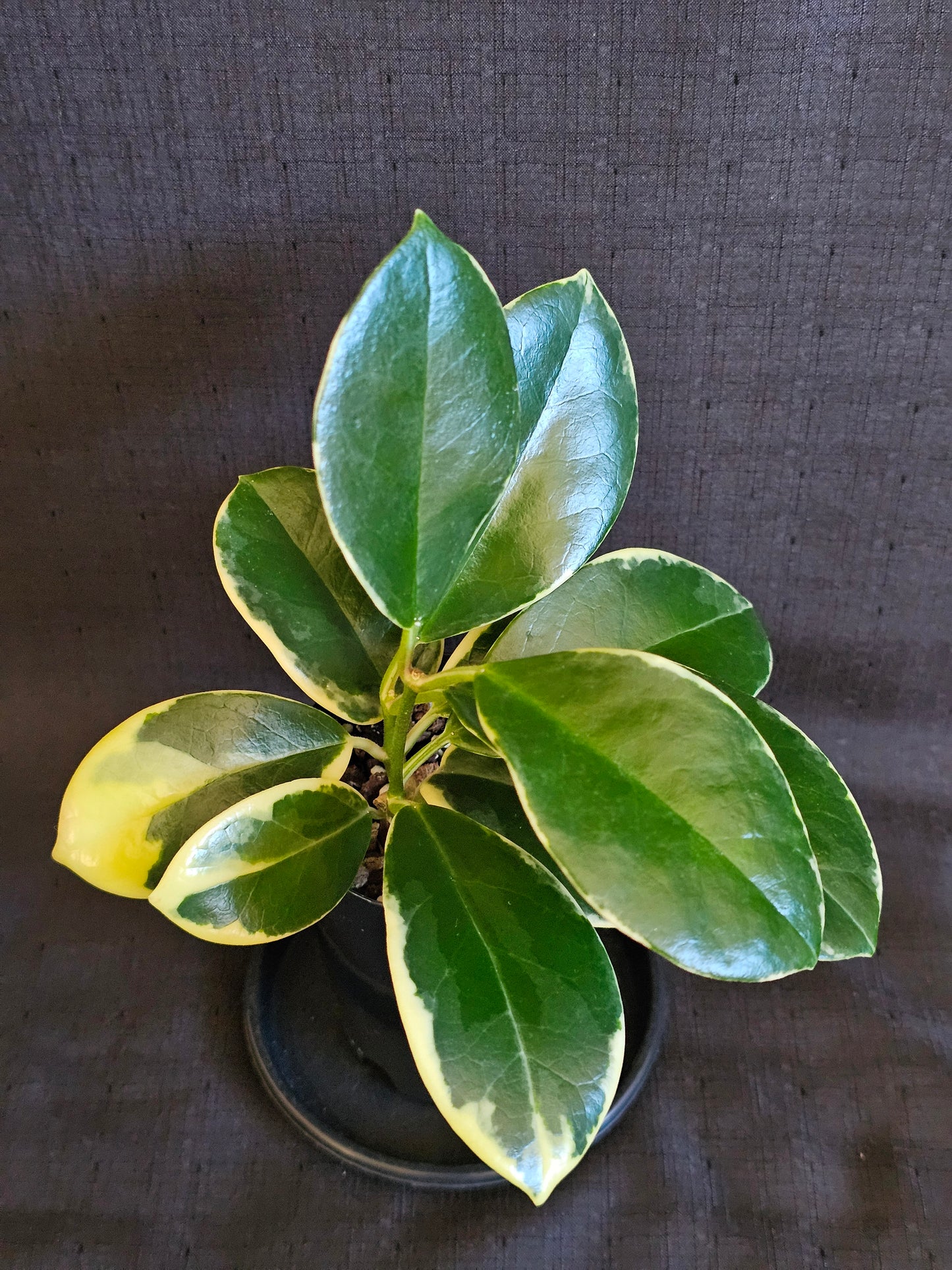 Hoya australis 'Blondie' or Outer Variegated #1