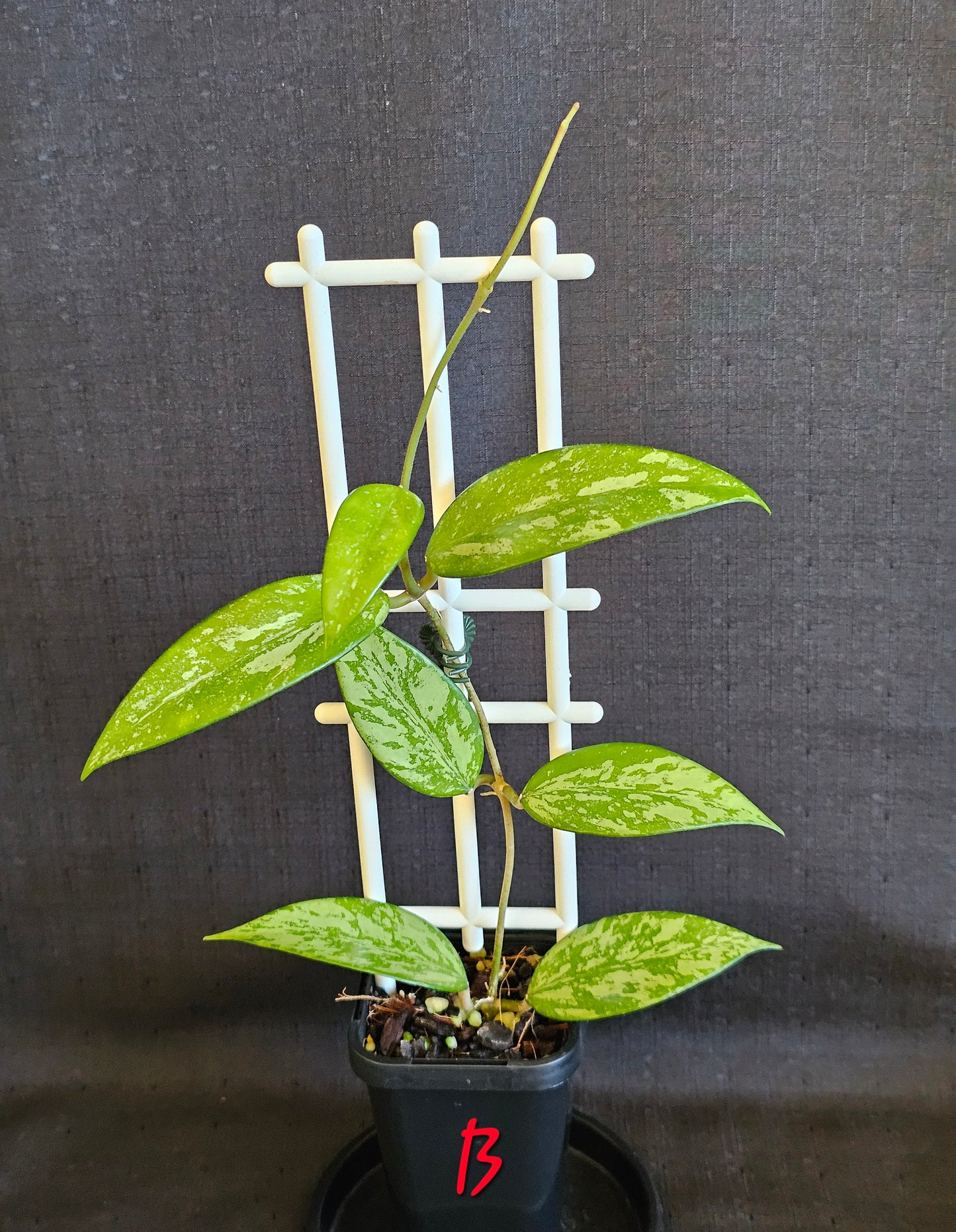 Hoya snow cui XQ 'High Silver Splash'