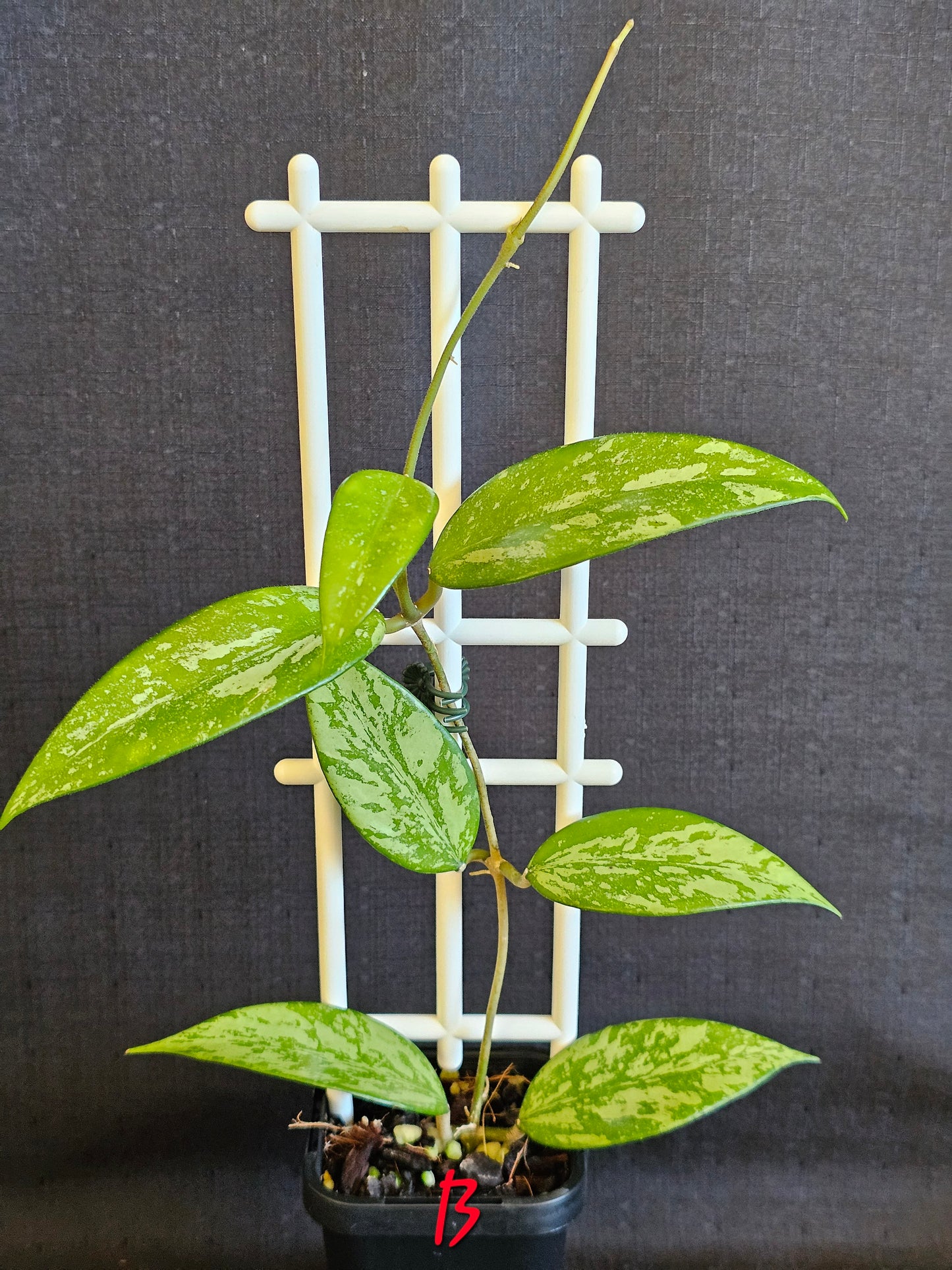Hoya snow cui XQ 'High Silver Splash'