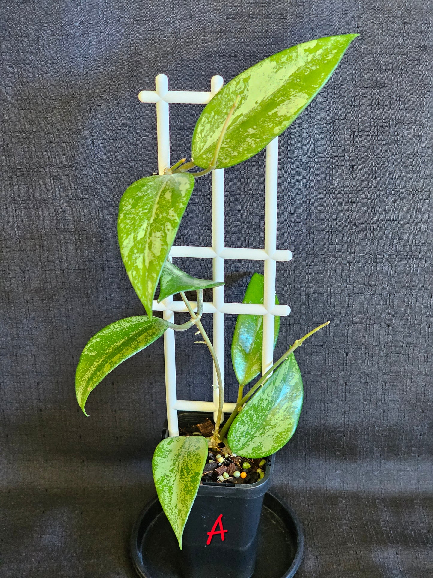Hoya snow cui XQ 'High Silver Splash'