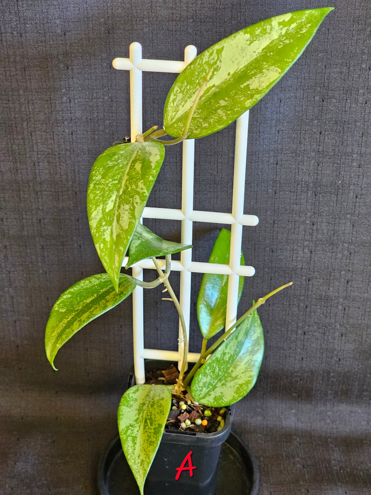 Hoya snow cui XQ 'High Silver Splash'