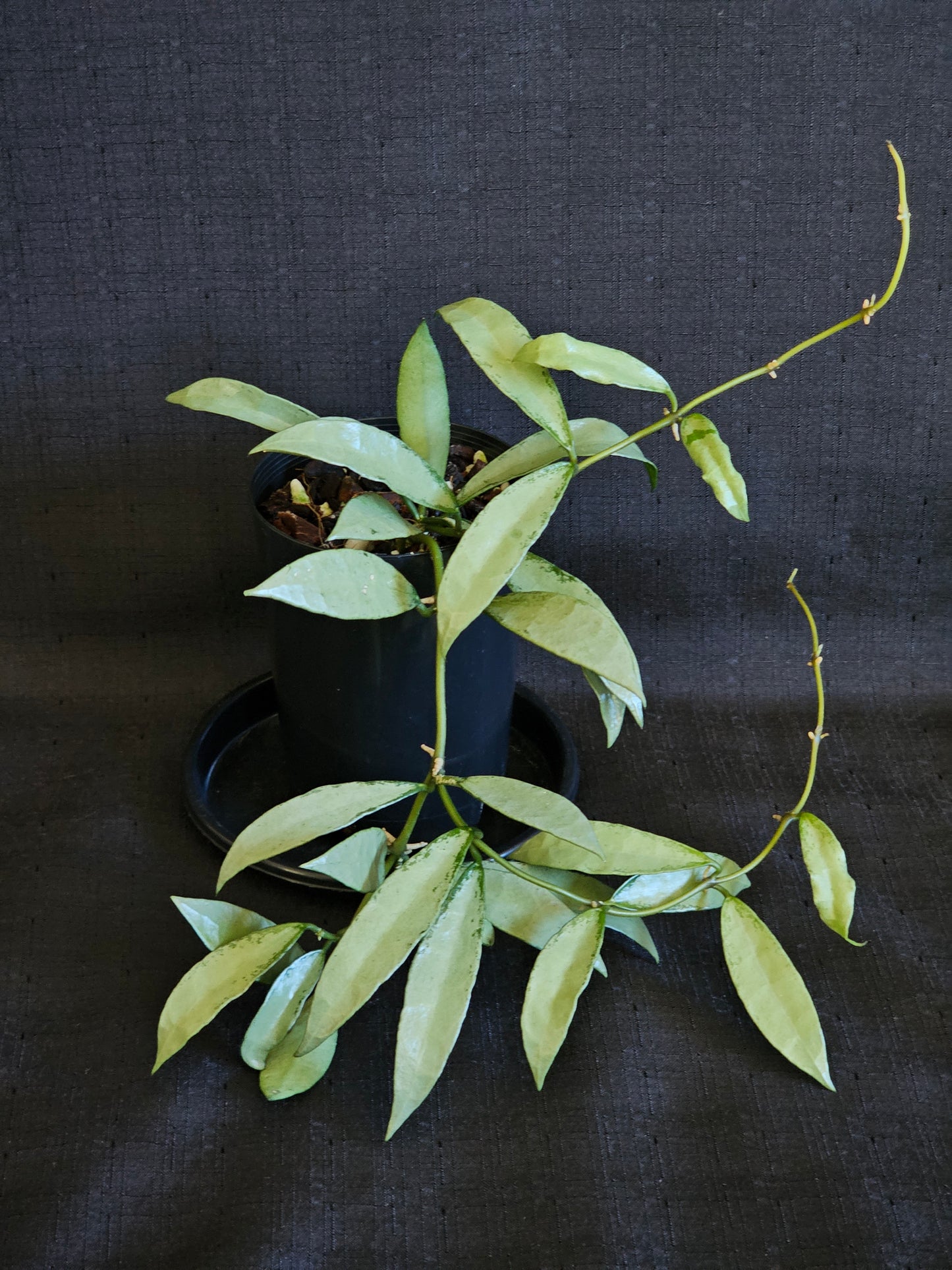 Hoya lacunosa 'Silver Long Leaf'