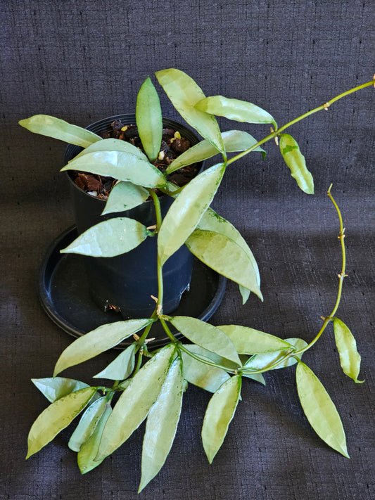 Hoya lacunosa 'Silver Long Leaf'
