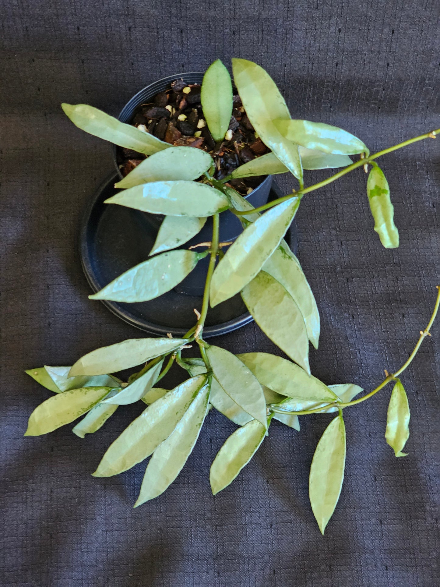 Hoya lacunosa 'Silver Long Leaf'