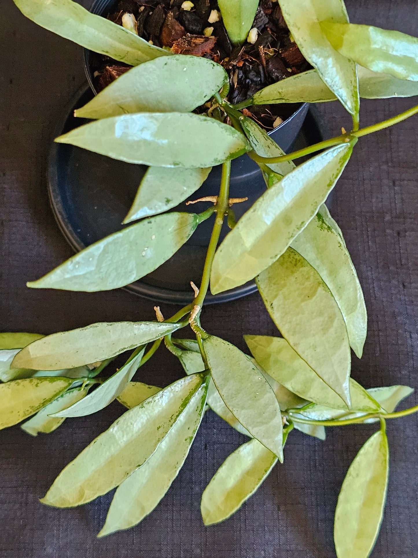 Hoya lacunosa 'Silver Long Leaf'