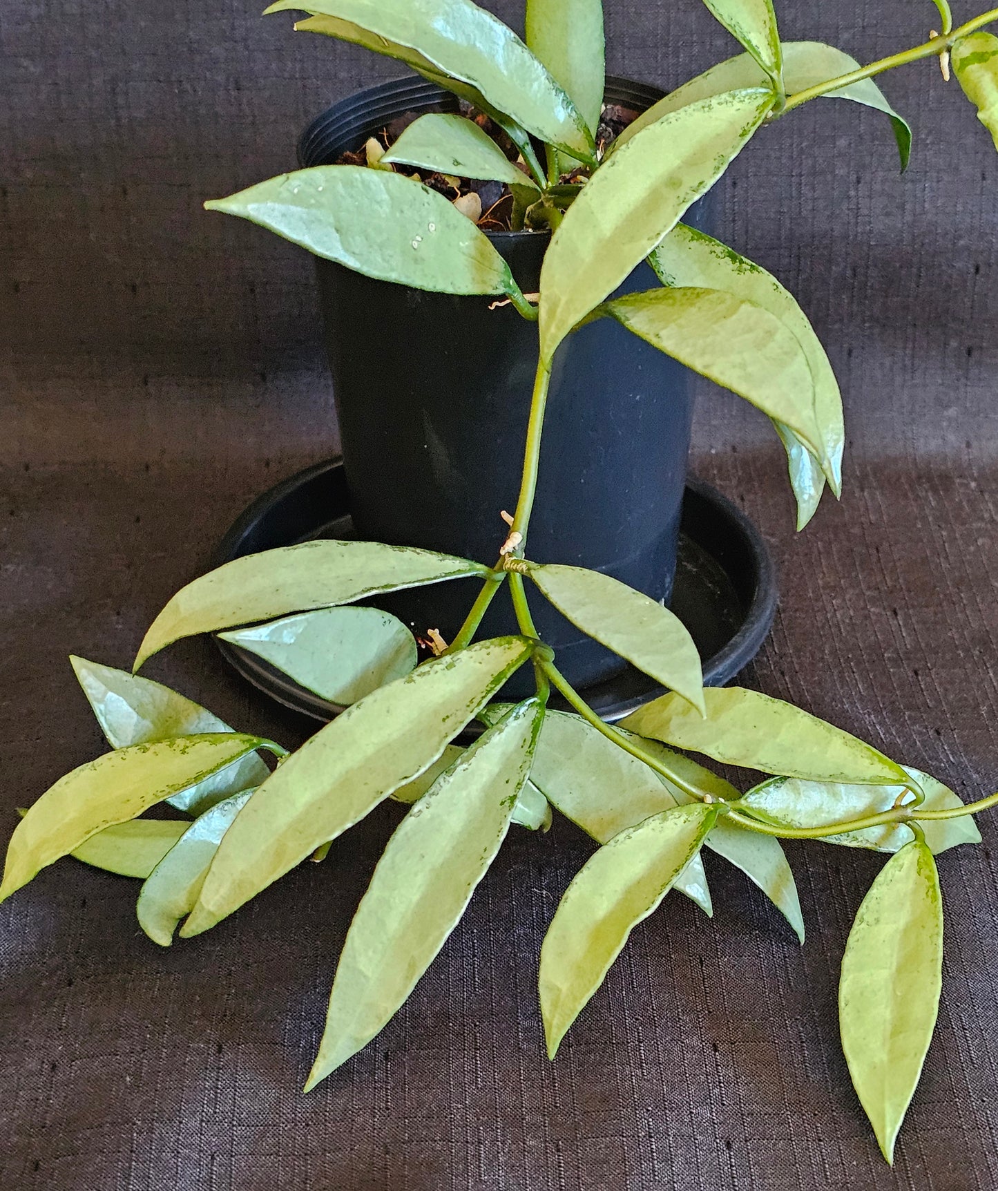 Hoya lacunosa 'Silver Long Leaf'