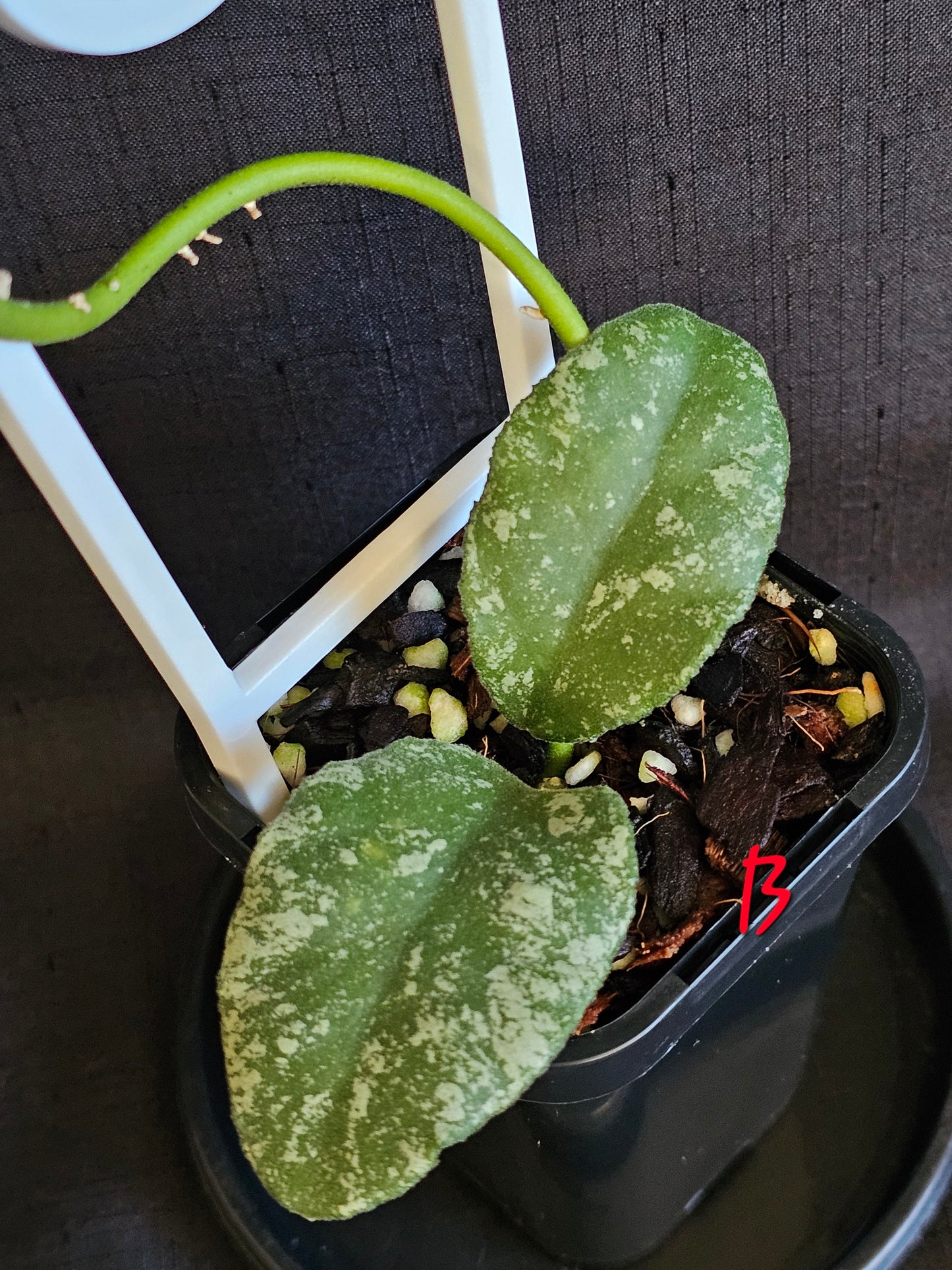 Hoya waymaniae 'Cloudy Sky'