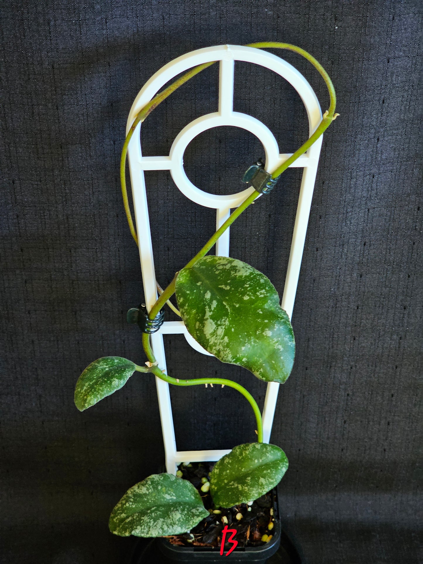 Hoya waymaniae 'Cloudy Sky'