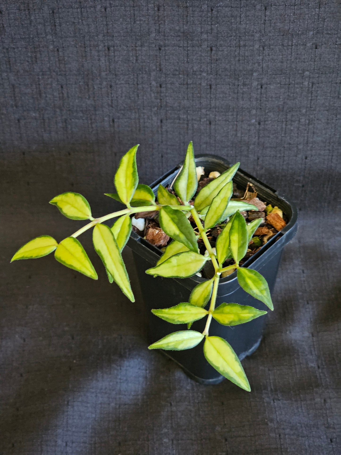 Hoya bella 'Inner Variegated'